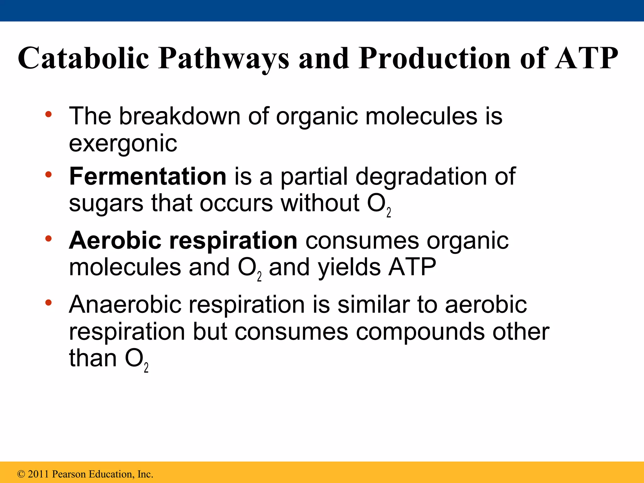 Catabolic Pathways and Production of ATP
     • The breakdown of organic molecules is
       exergonic
     • Fermentation is a partial degradation of
       sugars that occurs without O2
     • Aerobic respiration consumes organic
       molecules and O2 and yields ATP
     • Anaerobic respiration is similar to aerobic
       respiration but consumes compounds other
       than O2



© 2011 Pearson Education, Inc.
 