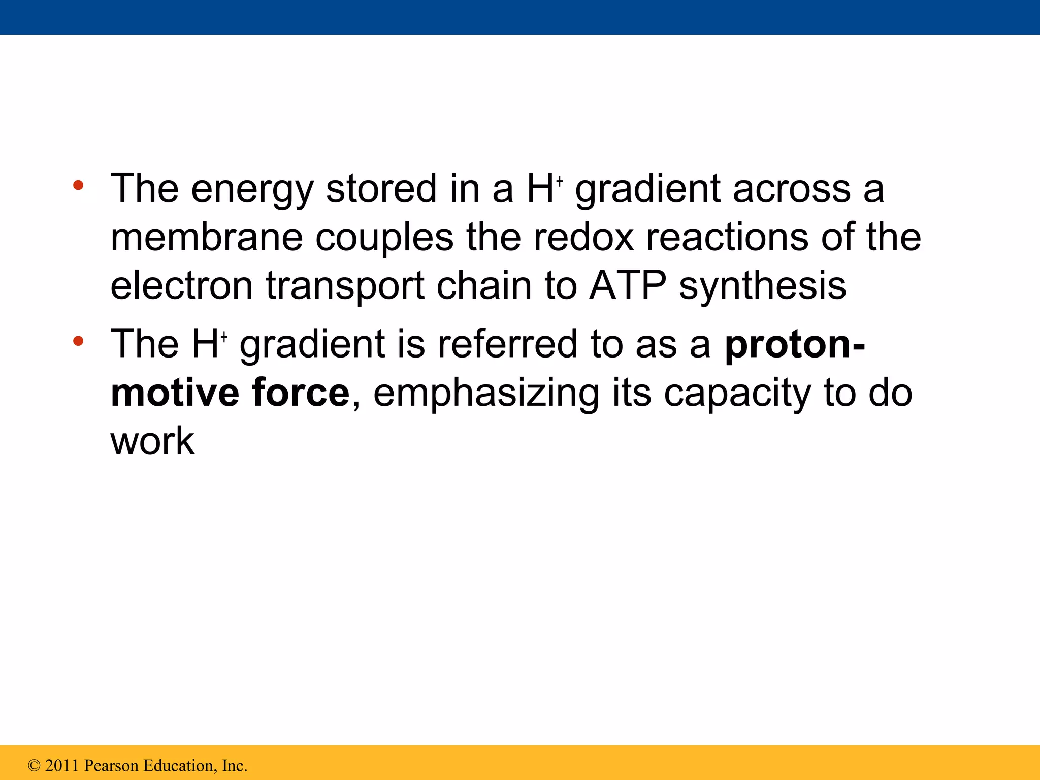 • The energy stored in a H+ gradient across a
       membrane couples the redox reactions of the
       electron transport chain to ATP synthesis
     • The H+ gradient is referred to as a proton-
       motive force, emphasizing its capacity to do
       work




© 2011 Pearson Education, Inc.
 