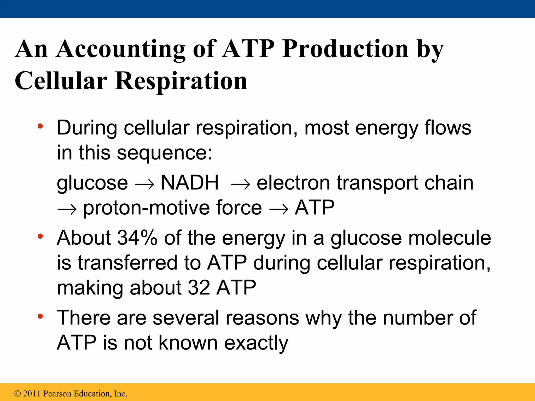 An Accounting of ATP Production by
Cellular Respiration
     • During cellular respiration, most energy flows
       in this sequence:
       glucose → NADH → electron transport chain
       → proton-motive force → ATP
     • About 34% of the energy in a glucose molecule
       is transferred to ATP during cellular respiration,
       making about 32 ATP
     • There are several reasons why the number of
       ATP is not known exactly

© 2011 Pearson Education, Inc.
 