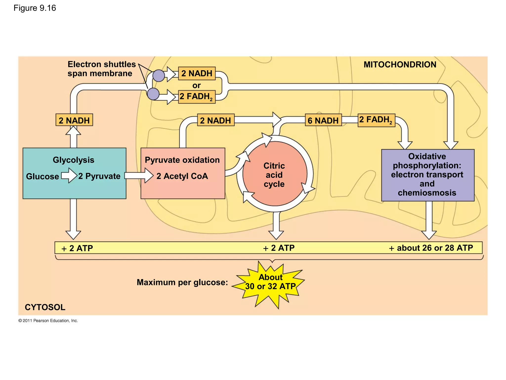 Figure 9.16




               Electron shuttles                                                  MITOCHONDRION
               span membrane                2 NADH
                                               or
                                            2 FADH2

              2 NADH                             2 NADH                  6 NADH   2 FADH2



          Glycolysis                Pyruvate oxidation                                      Oxidative
                                                              Citric                    phosphorylation:
   Glucose       2 Pyruvate            2 Acetyl CoA           acid                      electron transport
                                                              cycle                            and
                                                                                          chemiosmosis




              + 2 ATP                                         + 2 ATP                   + about 26 or 28 ATP


                                                             About
                                   Maximum per glucose:   30 or 32 ATP

  CYTOSOL
 