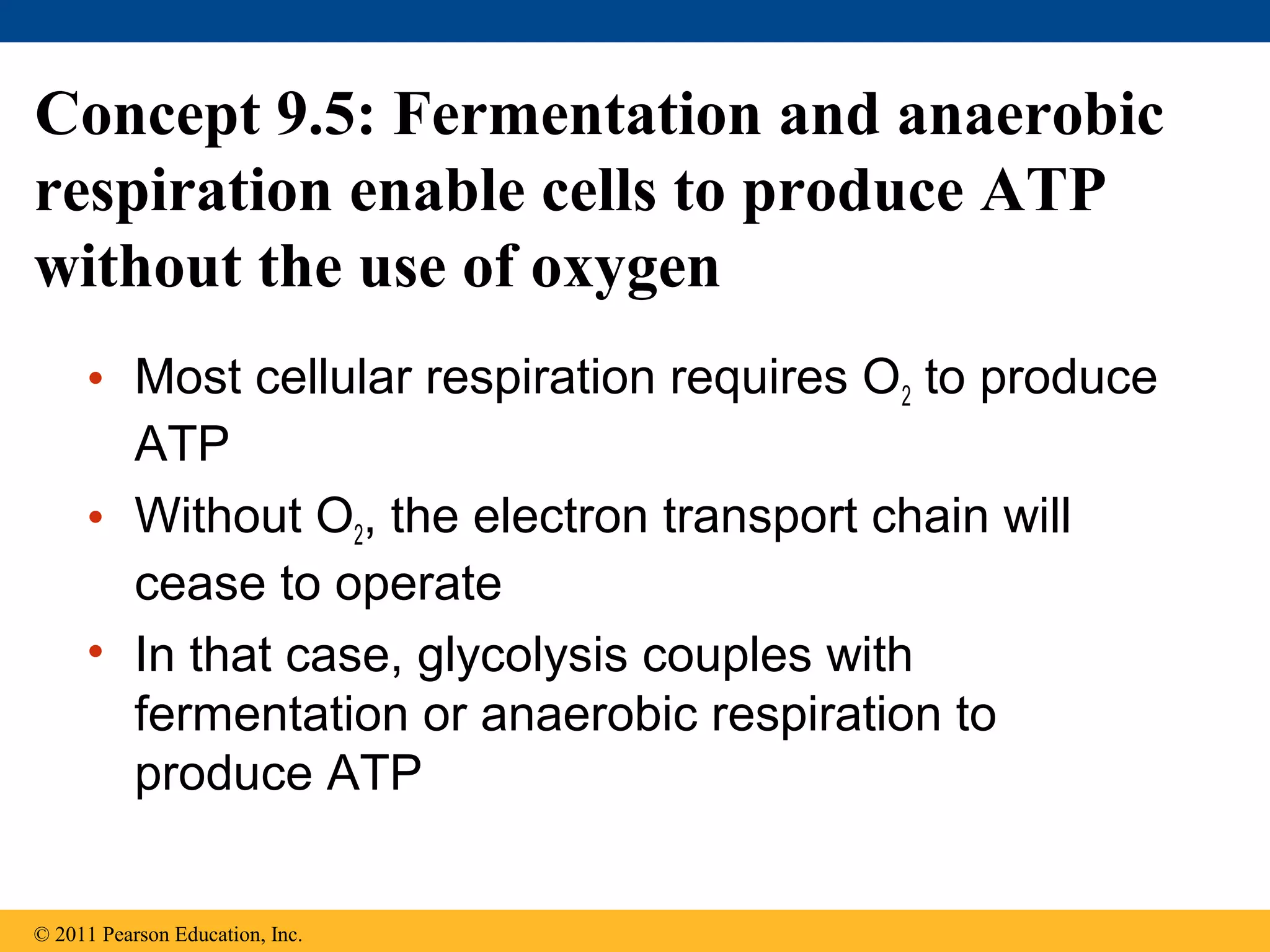 Concept 9.5: Fermentation and anaerobic
respiration enable cells to produce ATP
without the use of oxygen
     • Most cellular respiration requires O2 to produce
       ATP
     • Without O2, the electron transport chain will
       cease to operate
     • In that case, glycolysis couples with
       fermentation or anaerobic respiration to
       produce ATP


© 2011 Pearson Education, Inc.
 