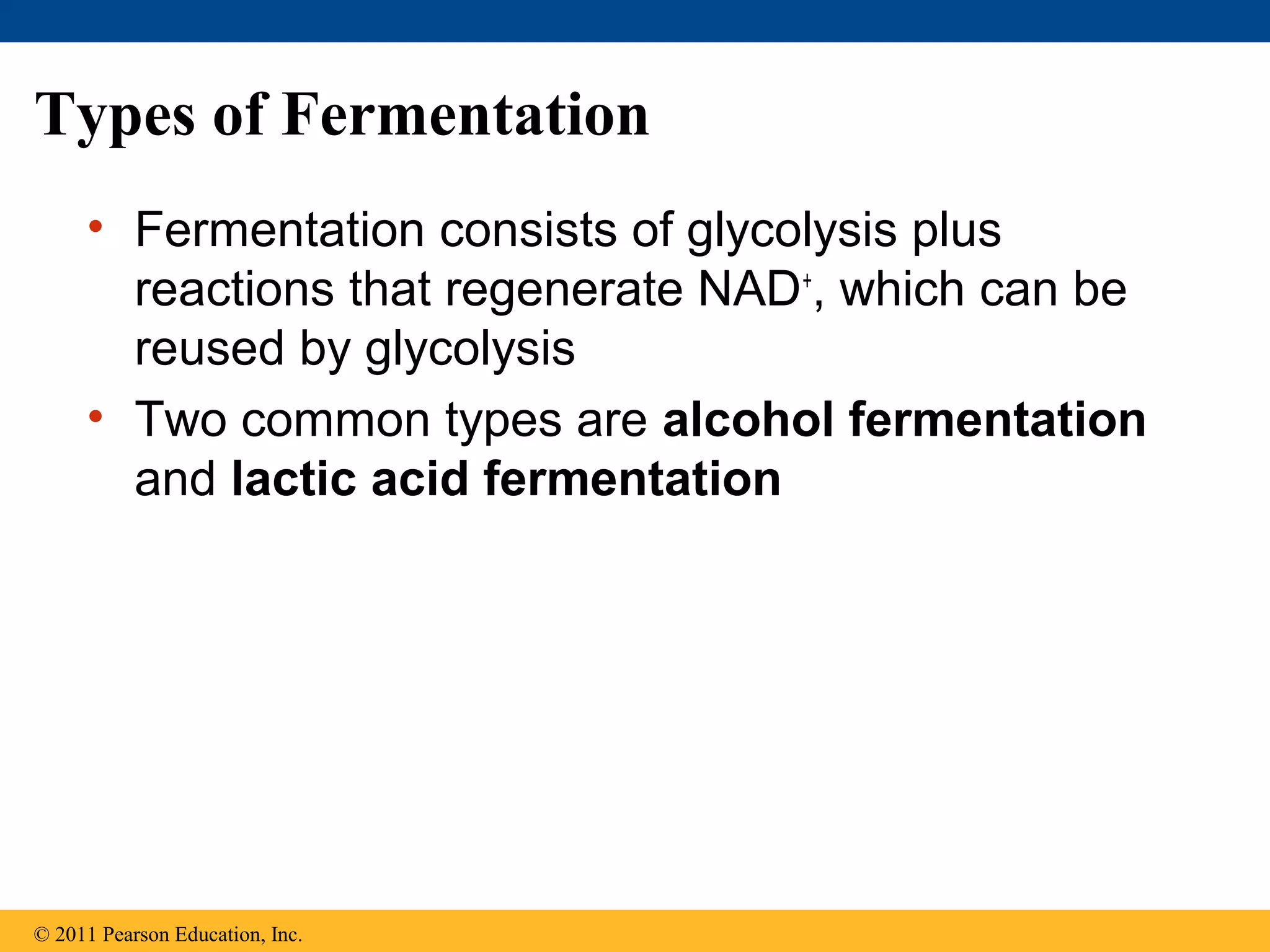 Types of Fermentation
     • Fermentation consists of glycolysis plus
       reactions that regenerate NAD+, which can be
       reused by glycolysis
     • Two common types are alcohol fermentation
       and lactic acid fermentation




© 2011 Pearson Education, Inc.
 