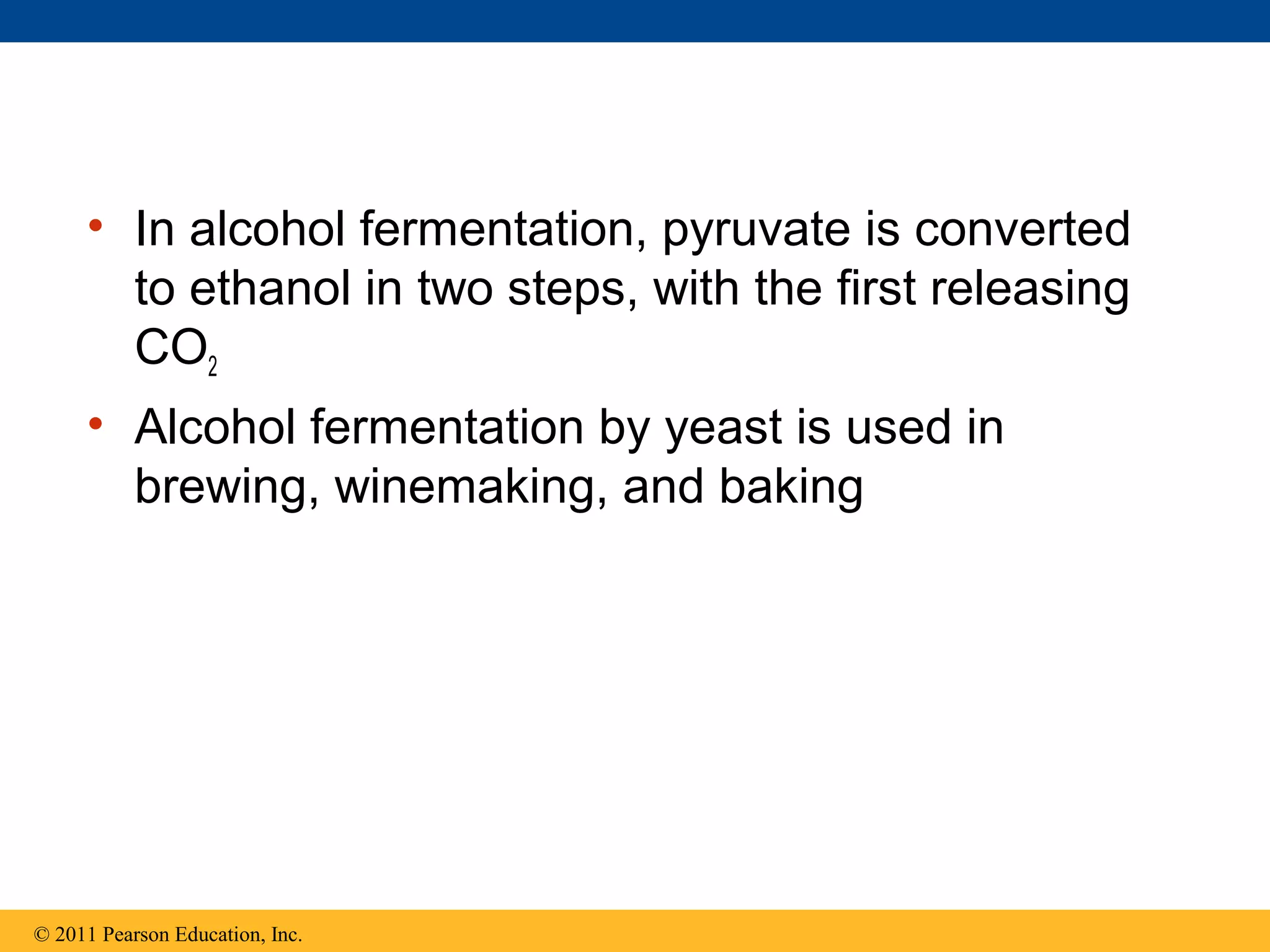 • In alcohol fermentation, pyruvate is converted
       to ethanol in two steps, with the first releasing
       CO2
     • Alcohol fermentation by yeast is used in
       brewing, winemaking, and baking




© 2011 Pearson Education, Inc.
 