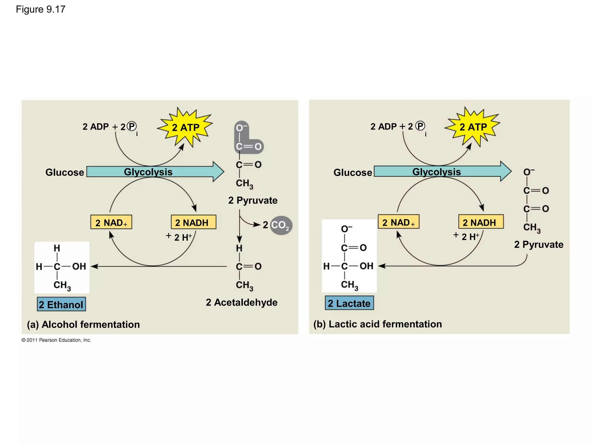 Figure 9.17




              2 ADP + 2 P        2 ATP                                  2 ADP + 2 P         2 ATP
                            i                                                         i




      Glucose          Glycolysis                               Glucose          Glycolysis

                                             2 Pyruvate

                 2 NAD +            2 NADH          2 CO2                  2 NAD +            2 NADH
                                + 2 H+                                                     + 2 H+
                                                                                                       2 Pyruvate




     2 Ethanol                           2 Acetaldehyde        2 Lactate

  (a) Alcohol fermentation                                  (b) Lactic acid fermentation
 