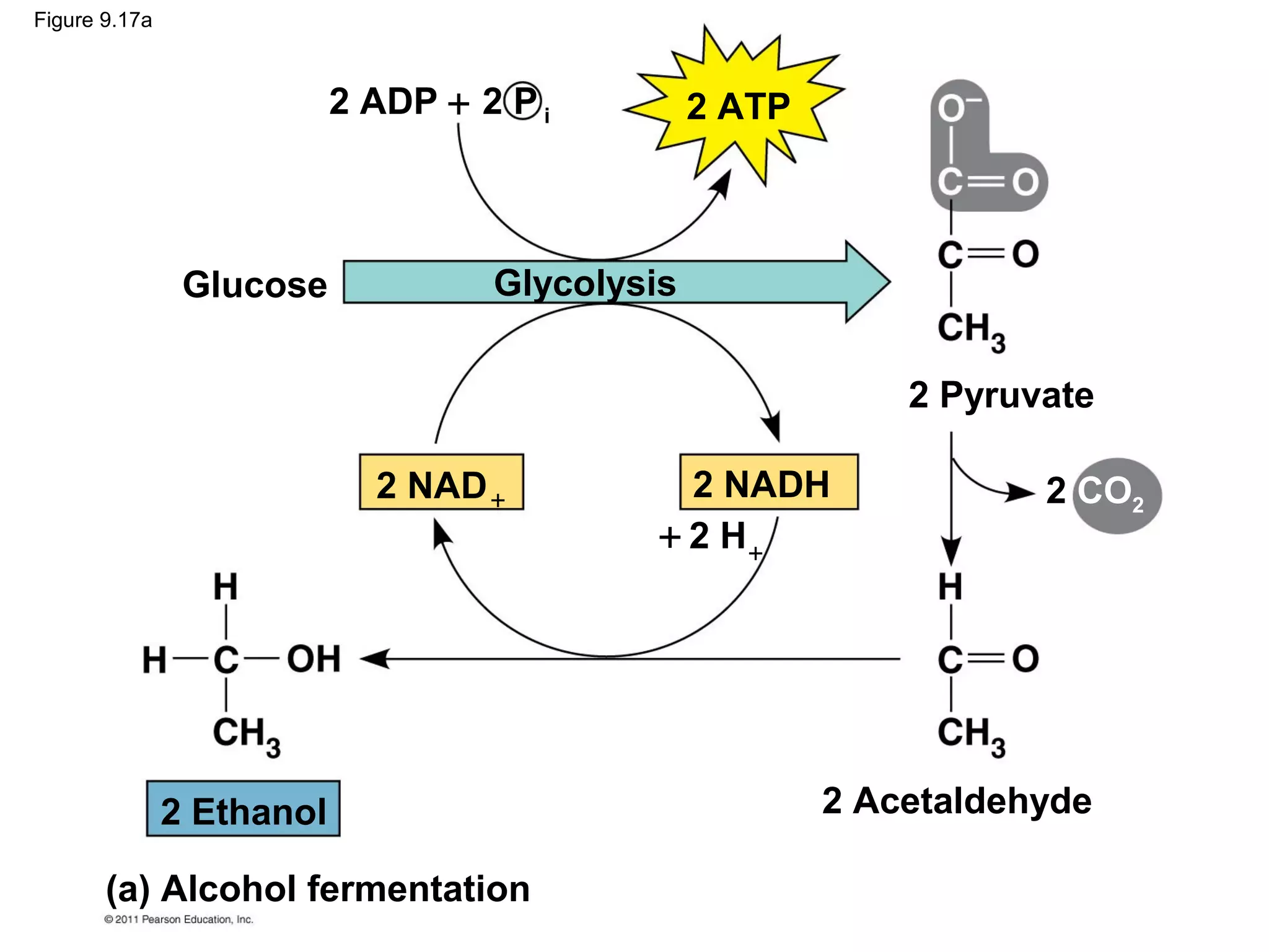 Figure 9.17a



                           2 ADP + 2 P i         2 ATP



                Glucose             Glycolysis


                                                             2 Pyruvate

                             2 NAD +           2 NADH               2 CO2
                                             + 2 H+




               2 Ethanol                                 2 Acetaldehyde

       (a) Alcohol fermentation
 