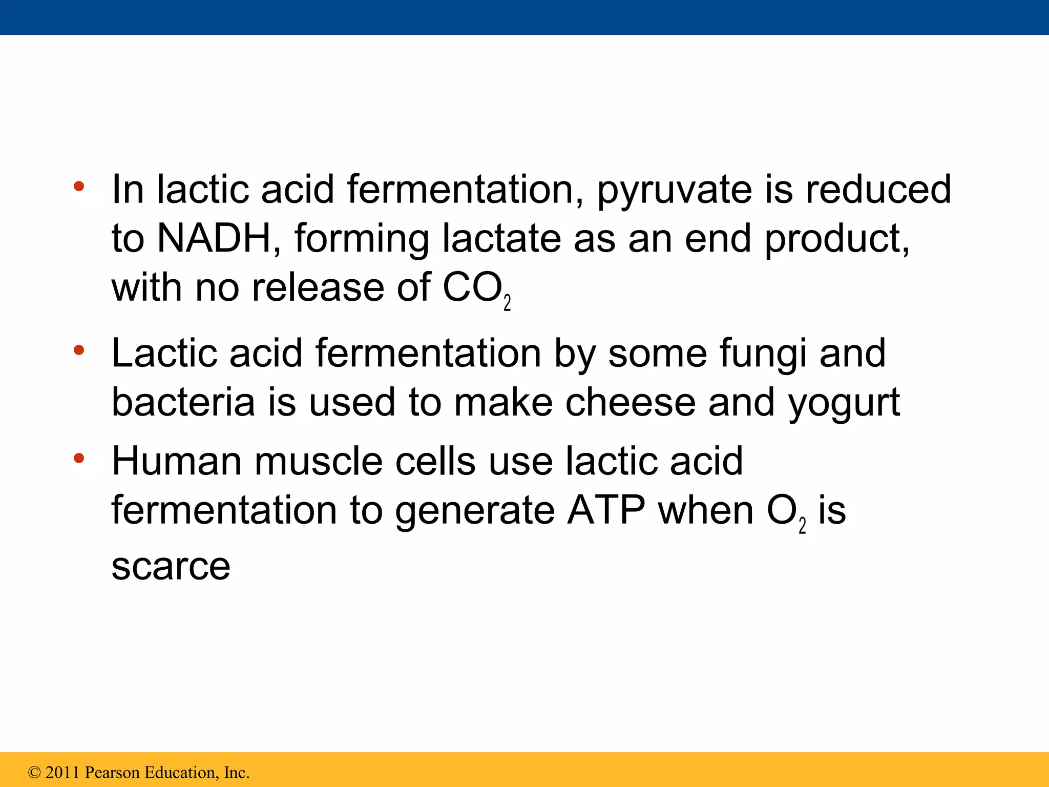 • In lactic acid fermentation, pyruvate is reduced
       to NADH, forming lactate as an end product,
       with no release of CO2
     • Lactic acid fermentation by some fungi and
       bacteria is used to make cheese and yogurt
     • Human muscle cells use lactic acid
       fermentation to generate ATP when O2 is
       scarce



© 2011 Pearson Education, Inc.
 