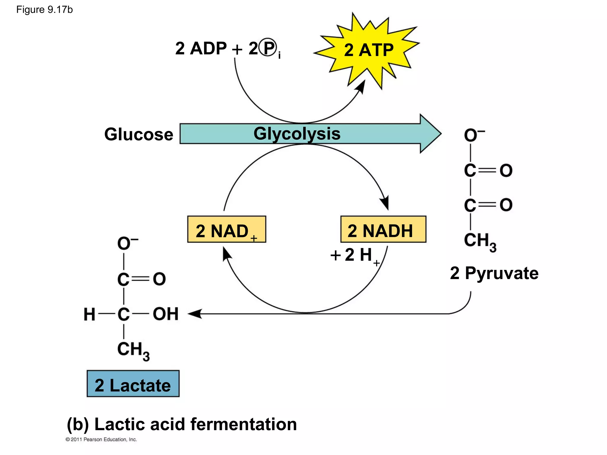 Figure 9.17b



                           2 ADP + 2 P i         2 ATP



                Glucose             Glycolysis




                             2 NAD +          2 NADH
                                            + 2 H+
                                                         2 Pyruvate




               2 Lactate

          (b) Lactic acid fermentation
 