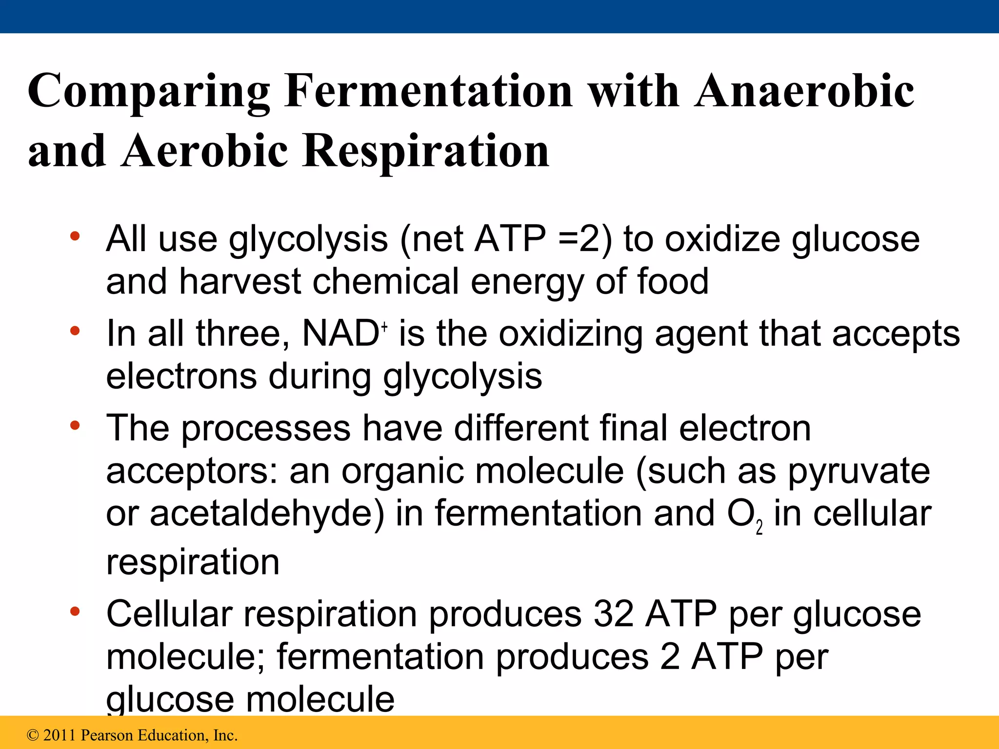 Comparing Fermentation with Anaerobic
and Aerobic Respiration
     • All use glycolysis (net ATP =2) to oxidize glucose
       and harvest chemical energy of food
     • In all three, NAD+ is the oxidizing agent that accepts
       electrons during glycolysis
     • The processes have different final electron
       acceptors: an organic molecule (such as pyruvate
       or acetaldehyde) in fermentation and O2 in cellular
       respiration
     • Cellular respiration produces 32 ATP per glucose
       molecule; fermentation produces 2 ATP per
       glucose molecule
© 2011 Pearson Education, Inc.
 