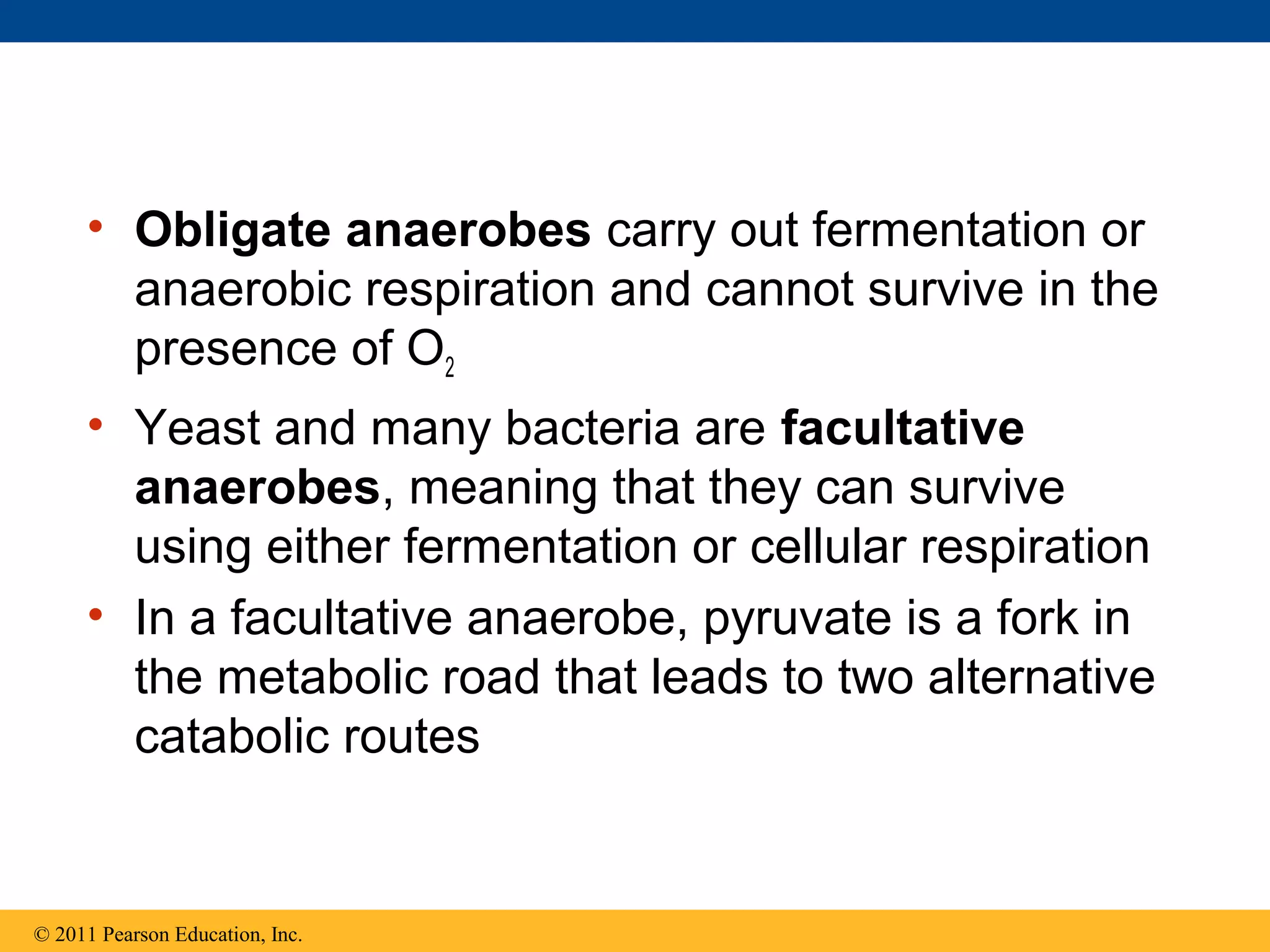 • Obligate anaerobes carry out fermentation or
       anaerobic respiration and cannot survive in the
       presence of O2
     • Yeast and many bacteria are facultative
       anaerobes, meaning that they can survive
       using either fermentation or cellular respiration
     • In a facultative anaerobe, pyruvate is a fork in
       the metabolic road that leads to two alternative
       catabolic routes


© 2011 Pearson Education, Inc.
 