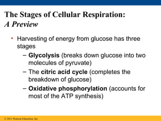 cellular respiration and fermentation | PPT