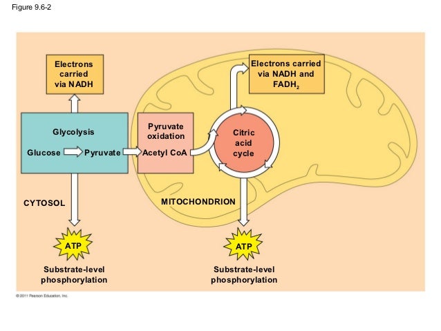 cellular respiration and fermentation - Cellular Respiration AnD Fermentation 25 638