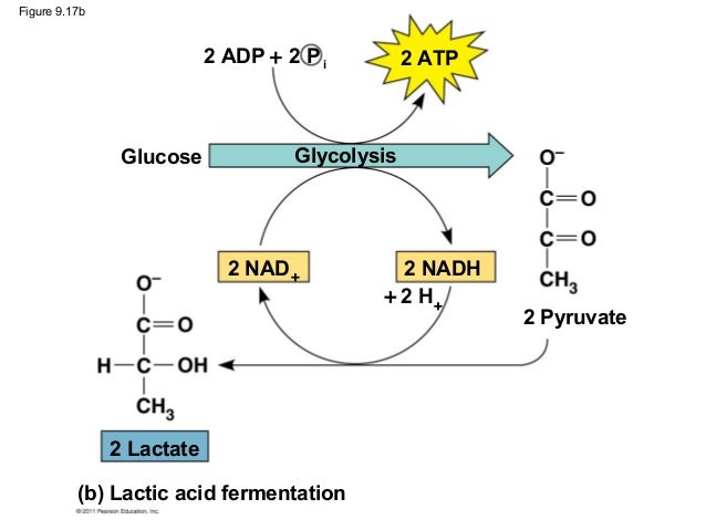 cellular respiration and fermentation