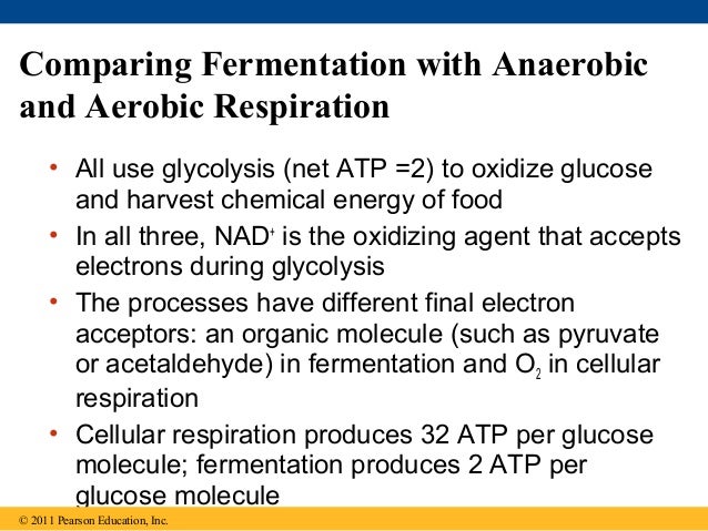 cellular respiration and fermentation - Cellular Respiration AnD Fermentation 81 638