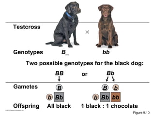 Two possible genotypes for the black dog:
B_ bb
Testcross
Genotypes
Bb
B b
orBB
B
b Bb Bb bbb
Gametes
Offspring All black 1 black : 1 chocolate
Figure 9.10
 