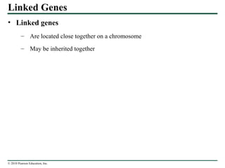 © 2010 Pearson Education, Inc.
Linked Genes
• Linked genes
– Are located close together on a chromosome
– May be inherited together
 