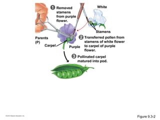 Removed
stamens
from purple
flower.
White
Stamens
Purple
Transferred pollen from
stamens of white flower
to carpel of purple
flower.
Parents
(P)
Carpel
Pollinated carpel
matured into pod.
Figure 9.3-2
 