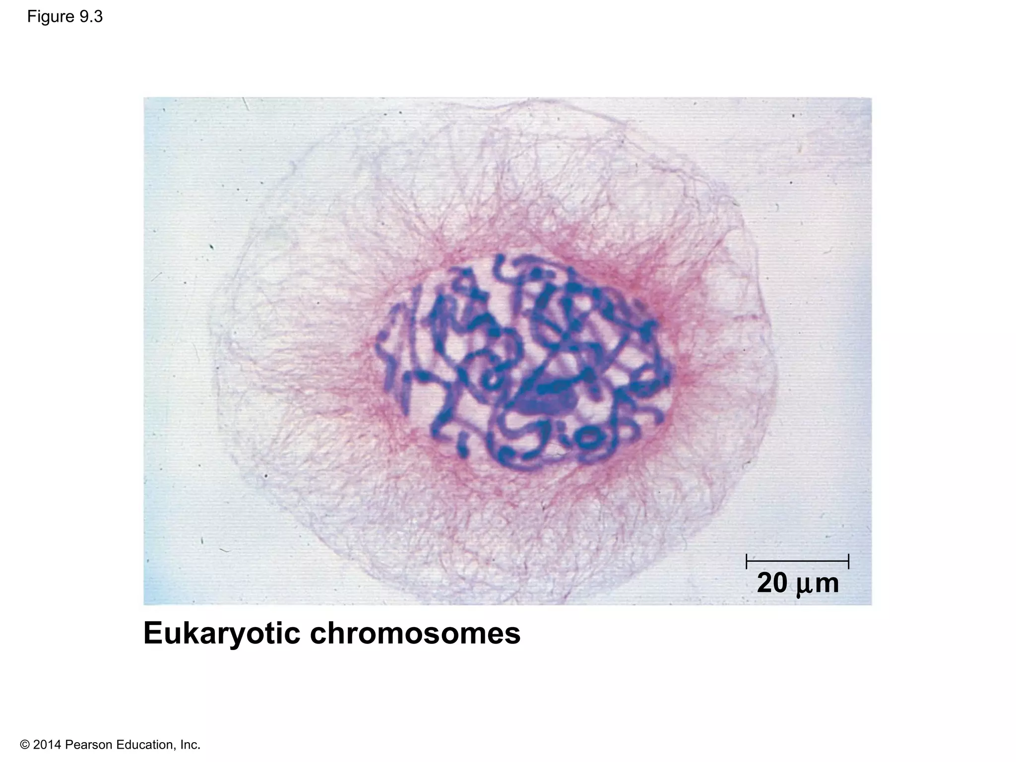 © 2014 Pearson Education, Inc.
Figure 9.3
Eukaryotic chromosomes
20 µm
 