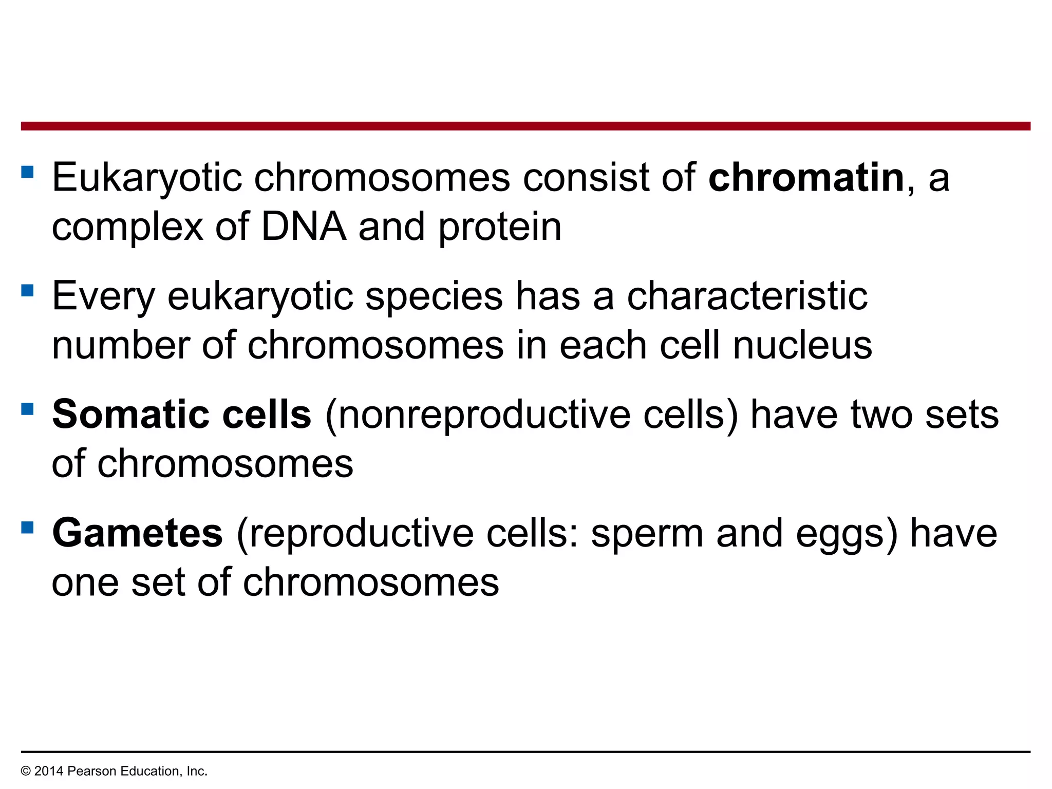  Eukaryotic chromosomes consist of chromatin, a
complex of DNA and protein
 Every eukaryotic species has a characteristic
number of chromosomes in each cell nucleus
 Somatic cells (nonreproductive cells) have two sets
of chromosomes
 Gametes (reproductive cells: sperm and eggs) have
one set of chromosomes
© 2014 Pearson Education, Inc.
 