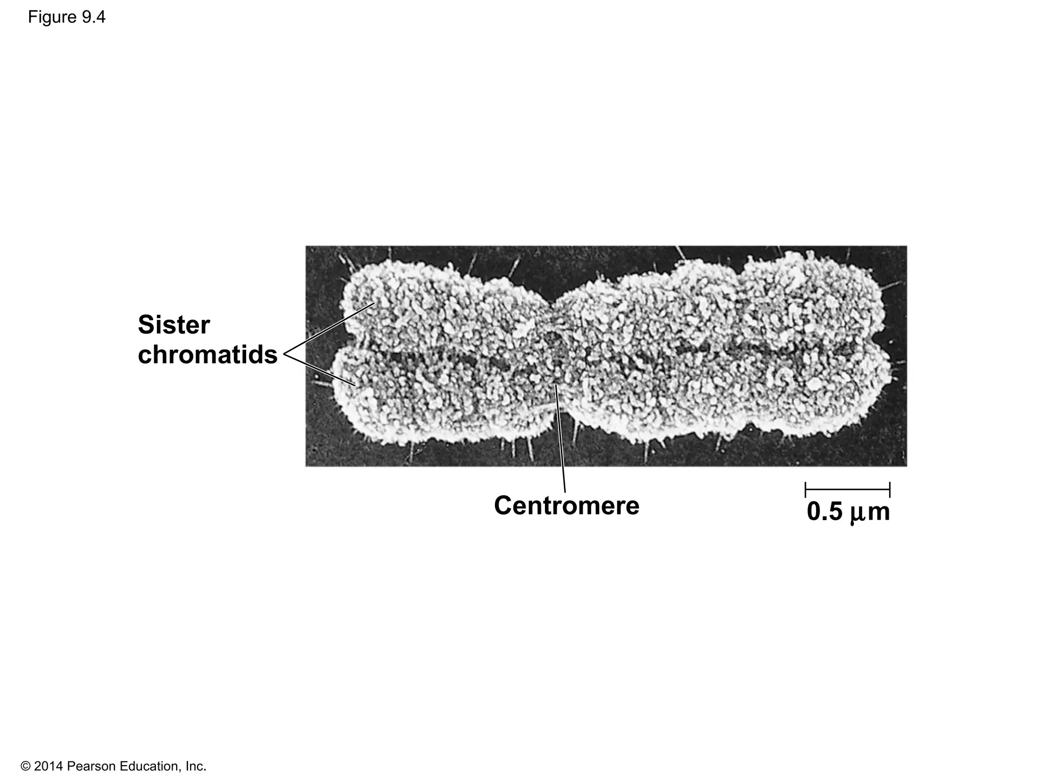 © 2014 Pearson Education, Inc.
Figure 9.4
Centromere 0.5 µm
Sister
chromatids
 