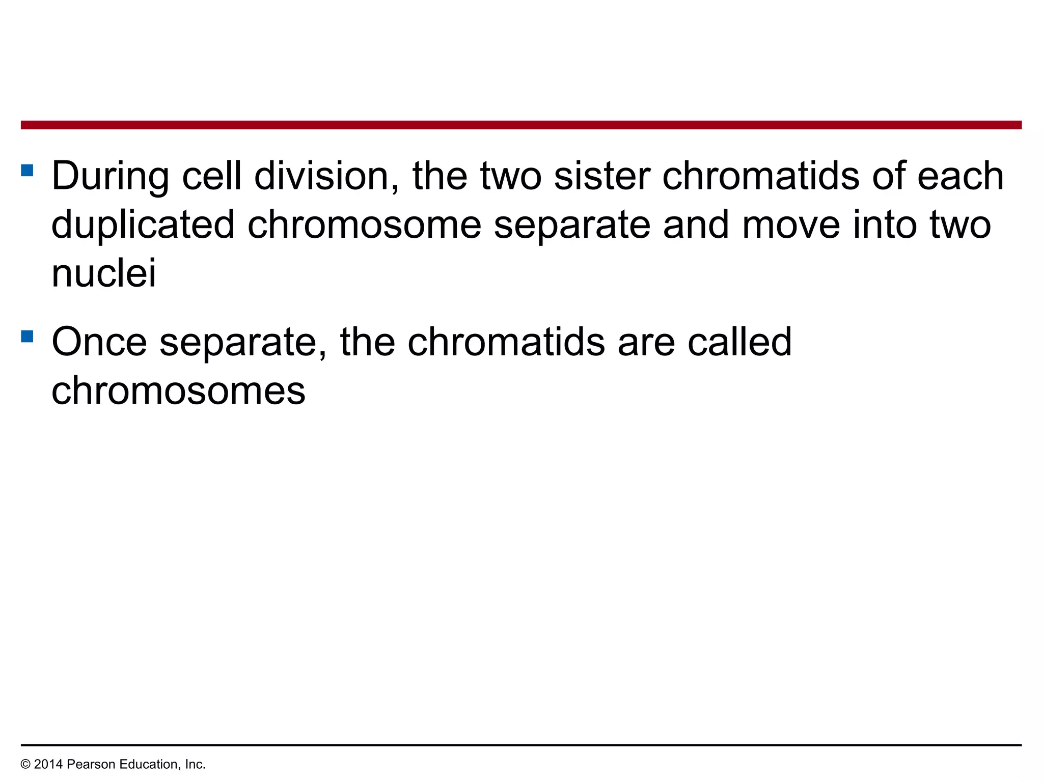  During cell division, the two sister chromatids of each
duplicated chromosome separate and move into two
nuclei
 Once separate, the chromatids are called
chromosomes
© 2014 Pearson Education, Inc.
 