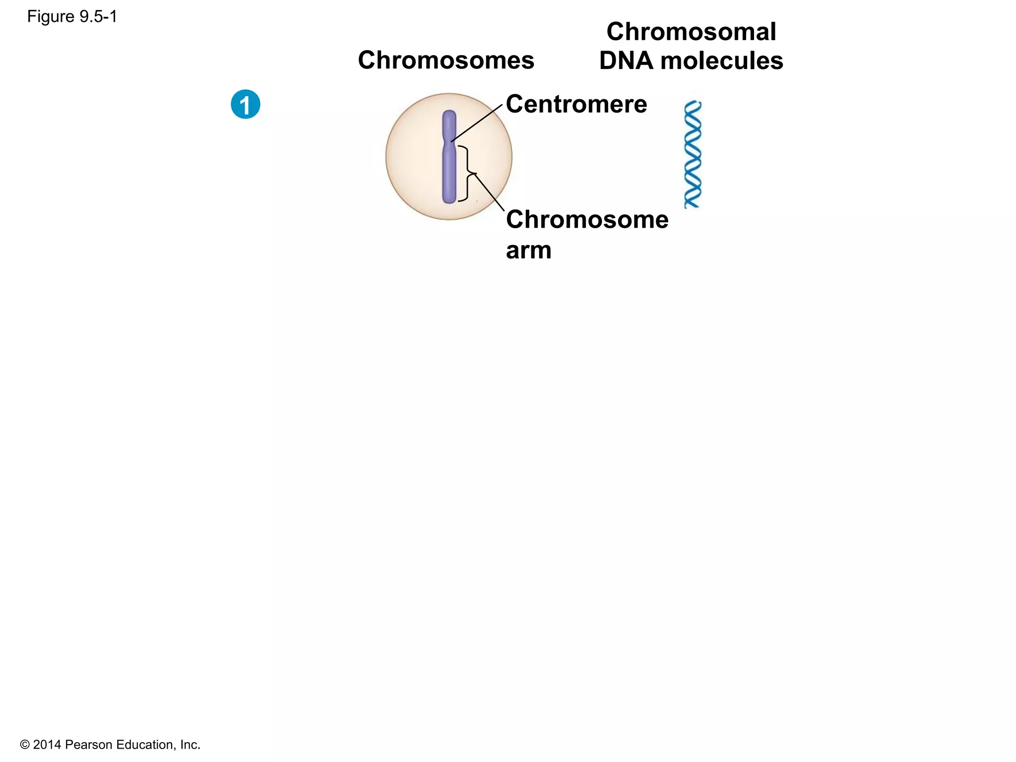© 2014 Pearson Education, Inc.
Figure 9.5-1
Centromere
Chromosomal
DNA moleculesChromosomes
Chromosome
arm
1
 