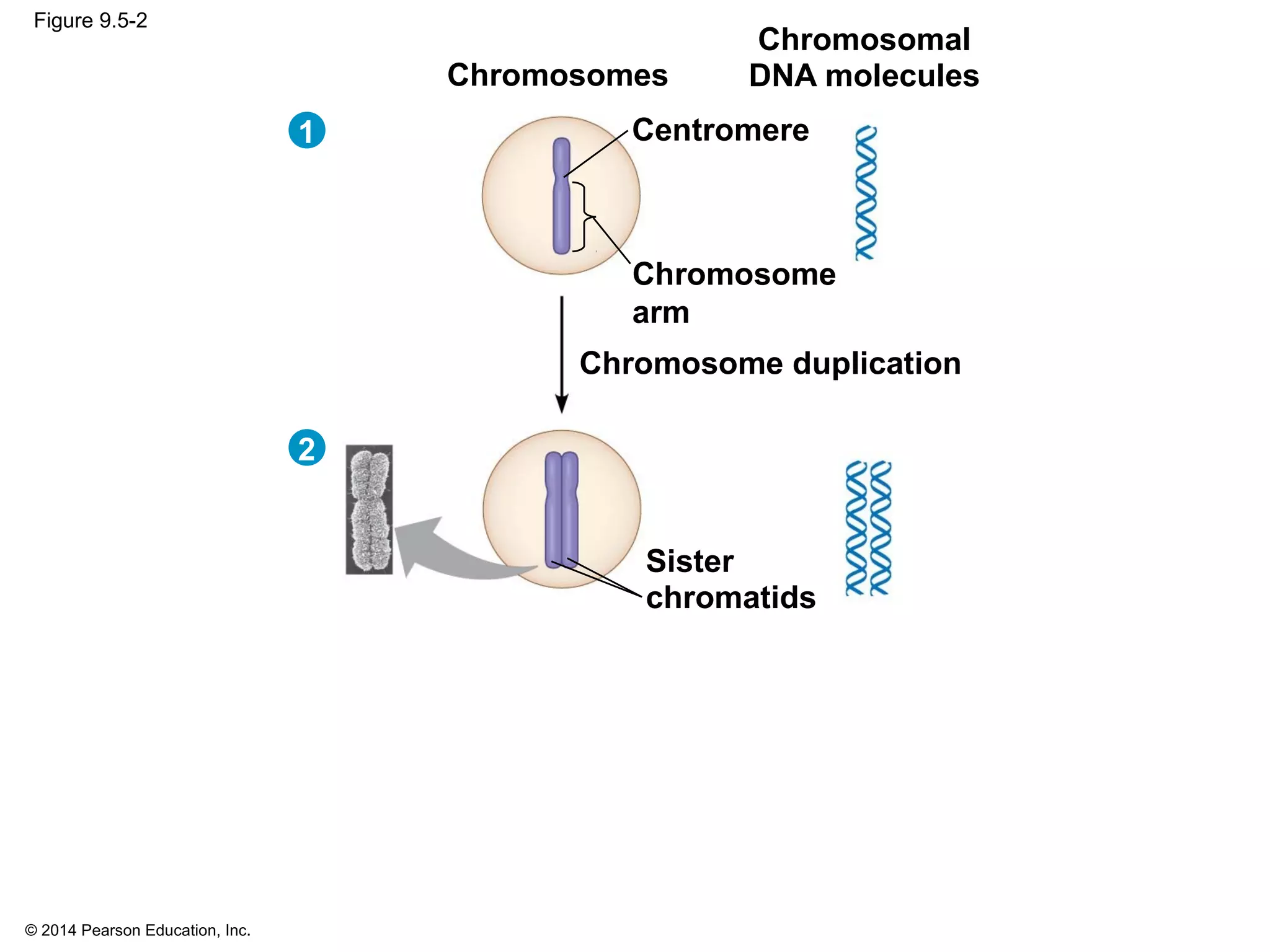 © 2014 Pearson Education, Inc.
Figure 9.5-2
Centromere
Sister
chromatids
Chromosomal
DNA moleculesChromosomes
Chromosome
arm
Chromosome duplication
1
2
 