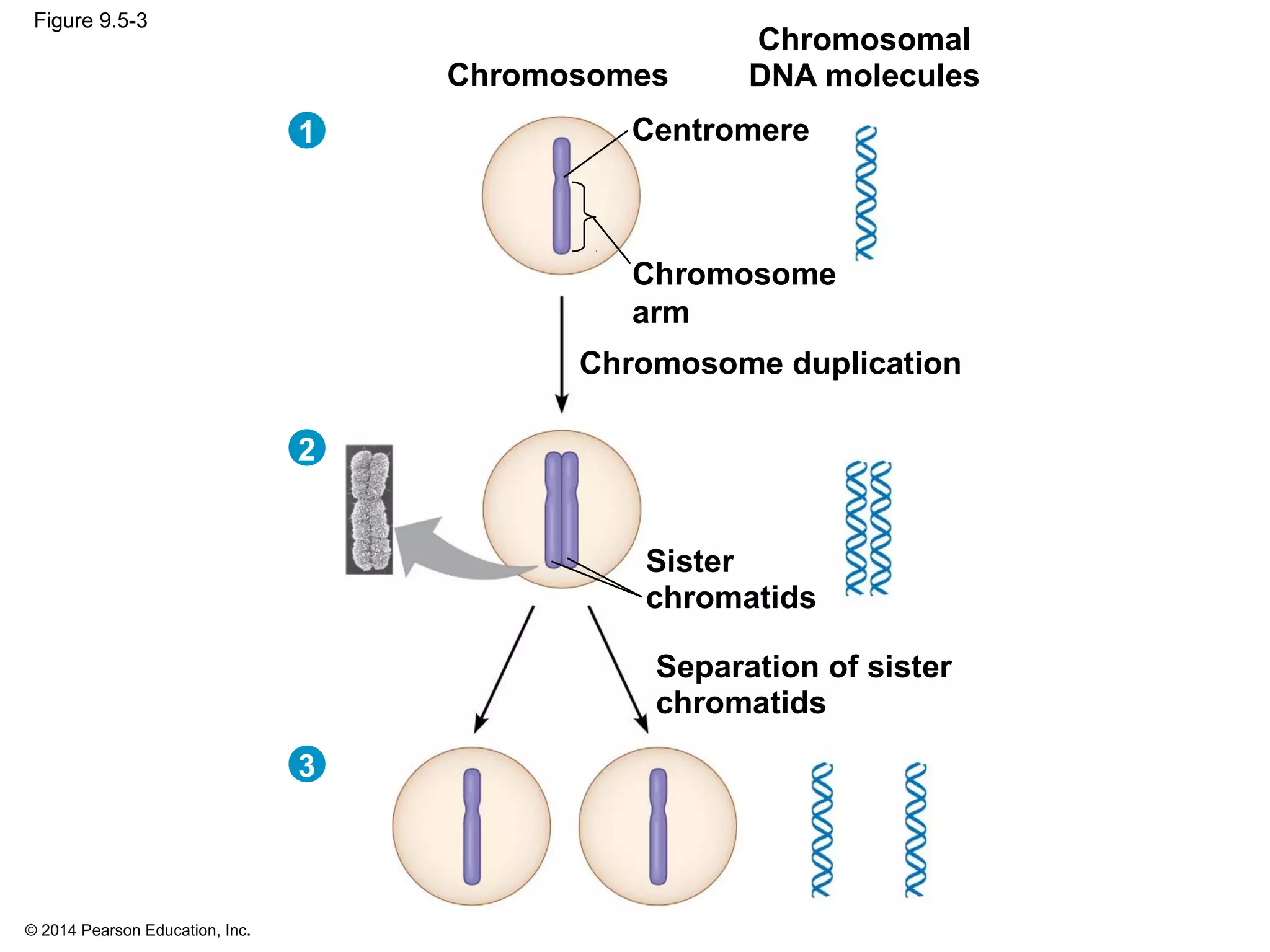 © 2014 Pearson Education, Inc.
Figure 9.5-3
Centromere
Sister
chromatids
Separation of sister
chromatids
Chromosomal
DNA moleculesChromosomes
Chromosome
arm
Chromosome duplication
1
3
2
 