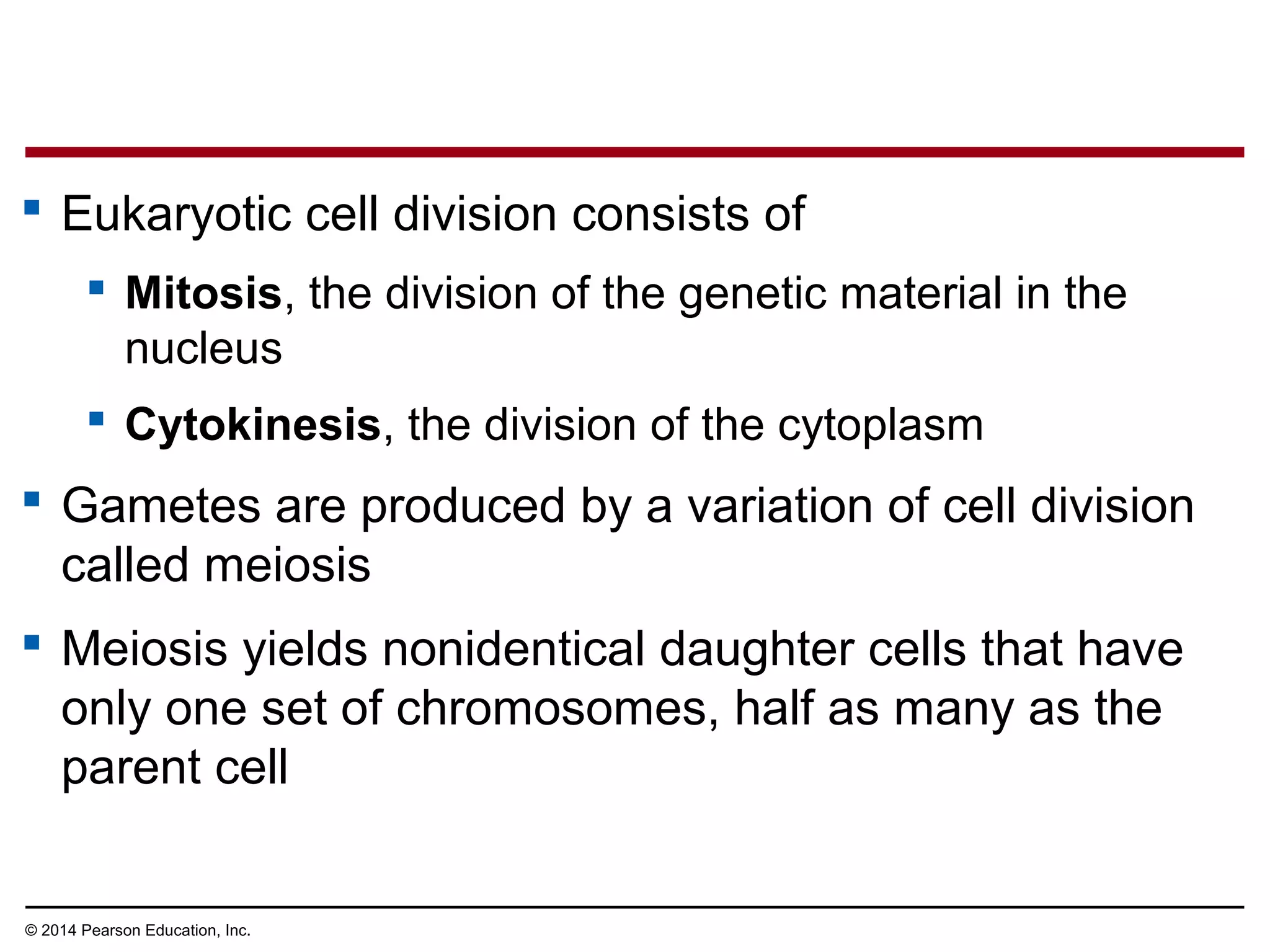  Eukaryotic cell division consists of
 Mitosis, the division of the genetic material in the
nucleus
 Cytokinesis, the division of the cytoplasm
 Gametes are produced by a variation of cell division
called meiosis
 Meiosis yields nonidentical daughter cells that have
only one set of chromosomes, half as many as the
parent cell
© 2014 Pearson Education, Inc.
 