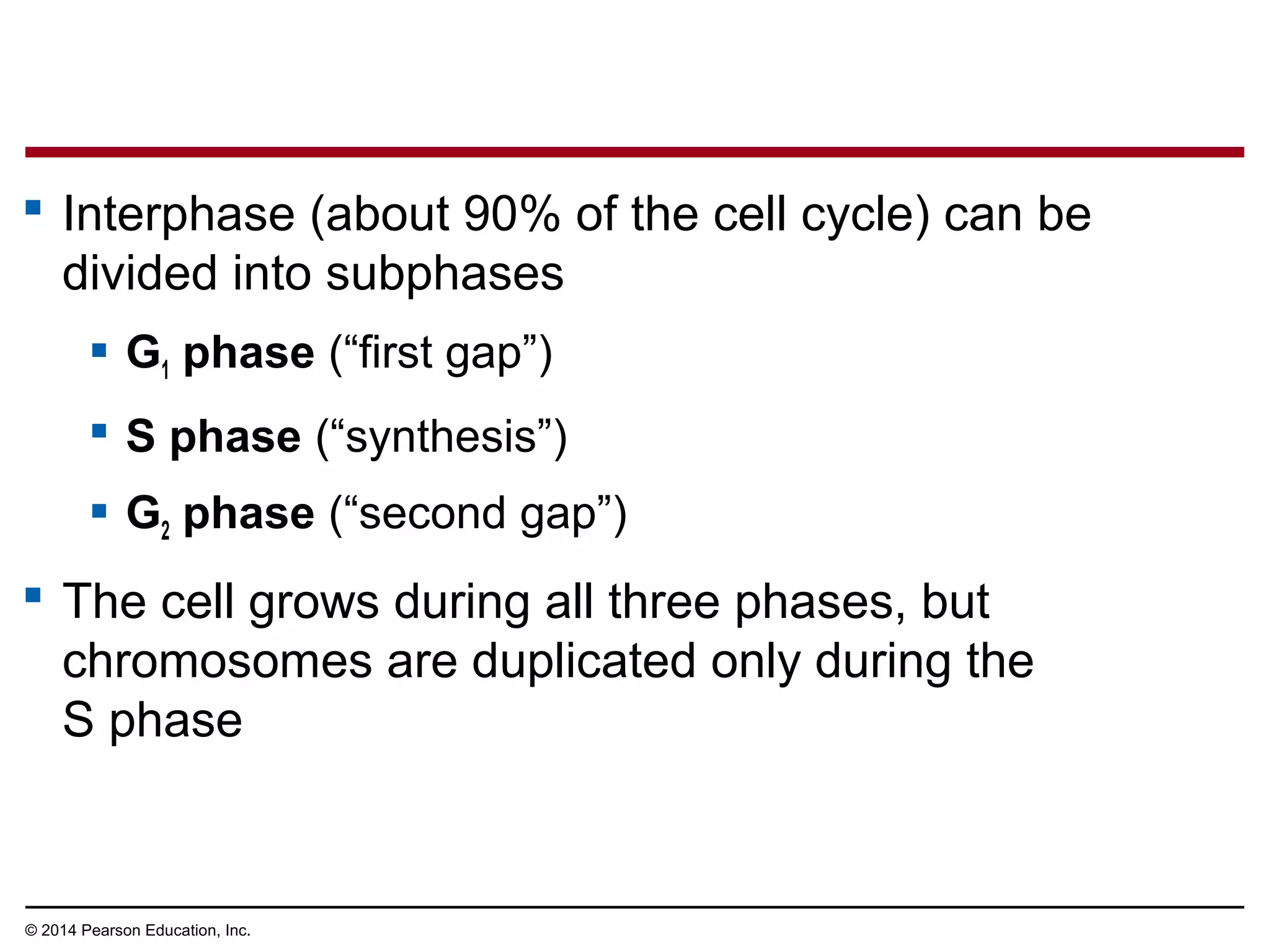  Interphase (about 90% of the cell cycle) can be
divided into subphases
 G1 phase (“first gap”)
 S phase (“synthesis”)
 G2 phase (“second gap”)
 The cell grows during all three phases, but
chromosomes are duplicated only during the
S phase
© 2014 Pearson Education, Inc.
 
