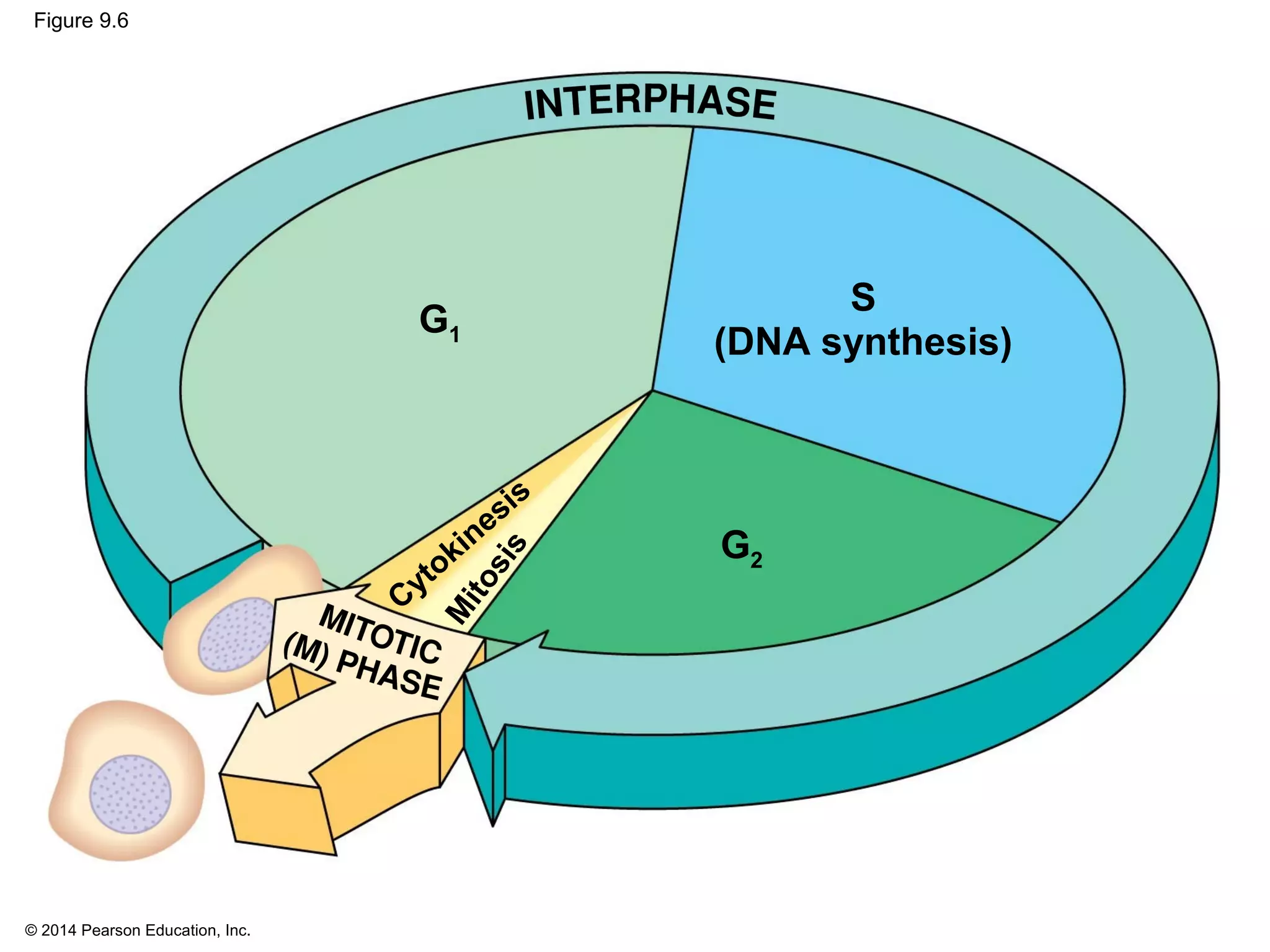 © 2014 Pearson Education, Inc.
Figure 9.6
Cytokinesis
M
itosis
S
(DNA synthesis)
G1
G2
 
