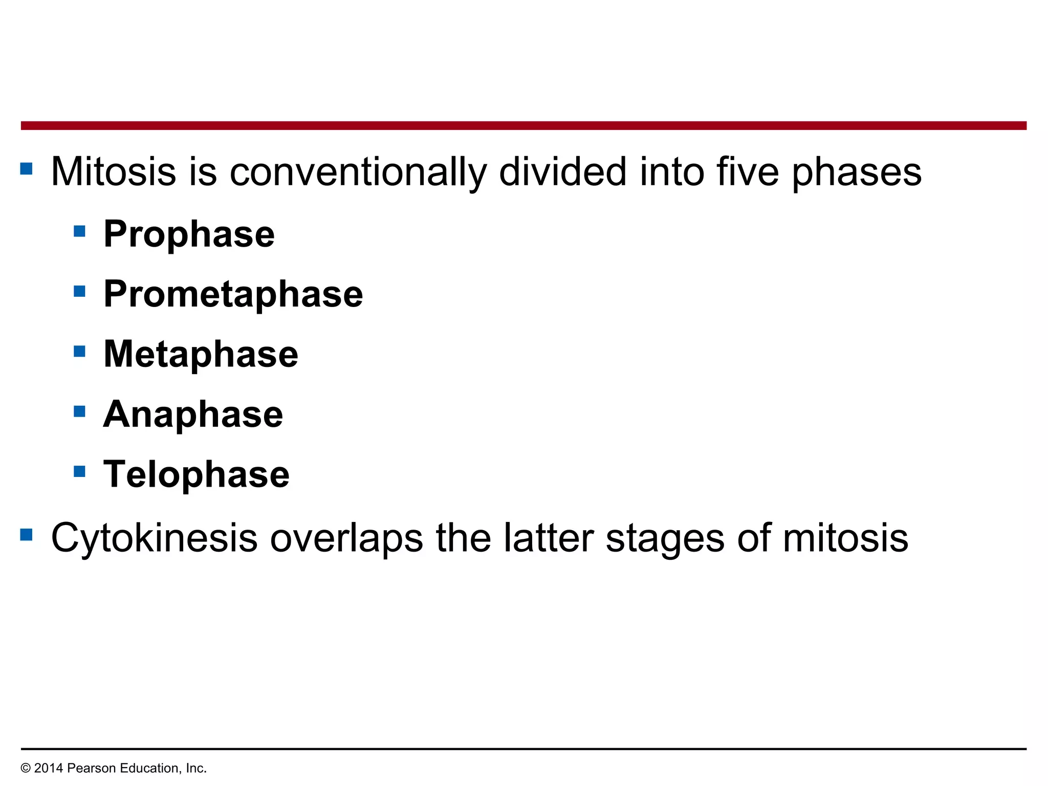  Mitosis is conventionally divided into five phases
 Prophase
 Prometaphase
 Metaphase
 Anaphase
 Telophase
 Cytokinesis overlaps the latter stages of mitosis
© 2014 Pearson Education, Inc.
 