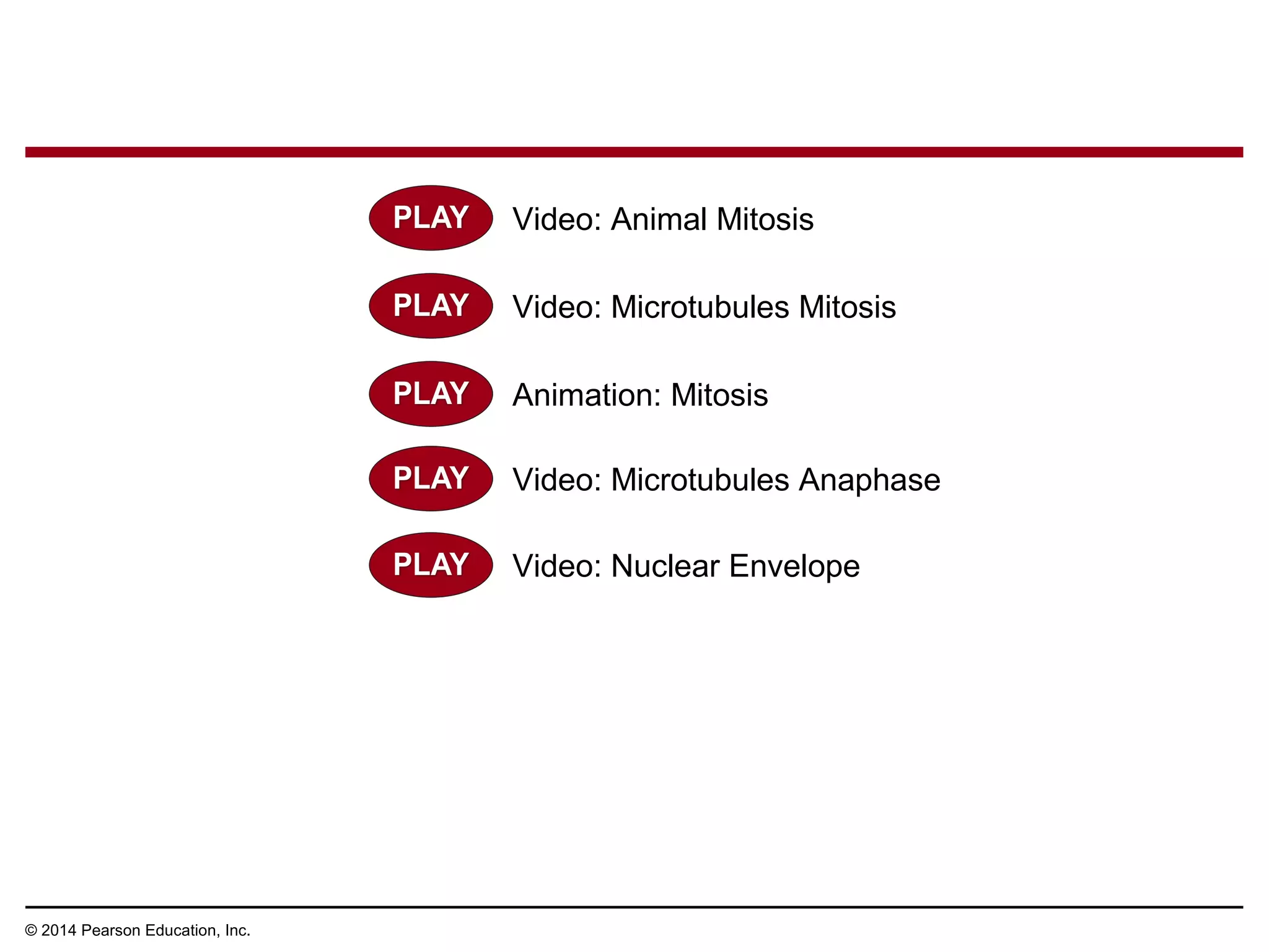 © 2014 Pearson Education, Inc.
Video: Animal Mitosis
Video: Microtubules Mitosis
Animation: Mitosis
Video: Microtubules Anaphase
Video: Nuclear Envelope
 