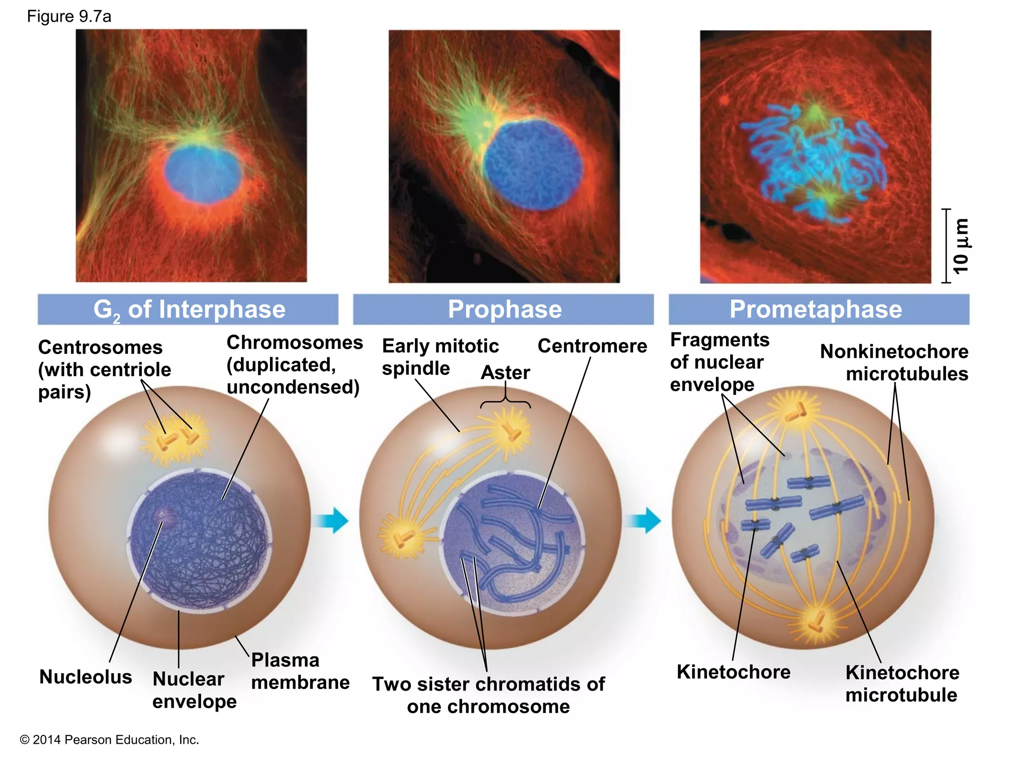 © 2014 Pearson Education, Inc.
Figure 9.7a
Centrosomes
(with centriole
pairs)
G2 of Interphase Prophase Prometaphase
Chromosomes
(duplicated,
uncondensed)
Early mitotic
spindle
Centromere
Aster
Fragments
of nuclear
envelope
Nonkinetochore
microtubules
Kinetochore
microtubule
KinetochoreNucleolus
Plasma
membrane Two sister chromatids of
one chromosome
Nuclear
envelope
10µm
 