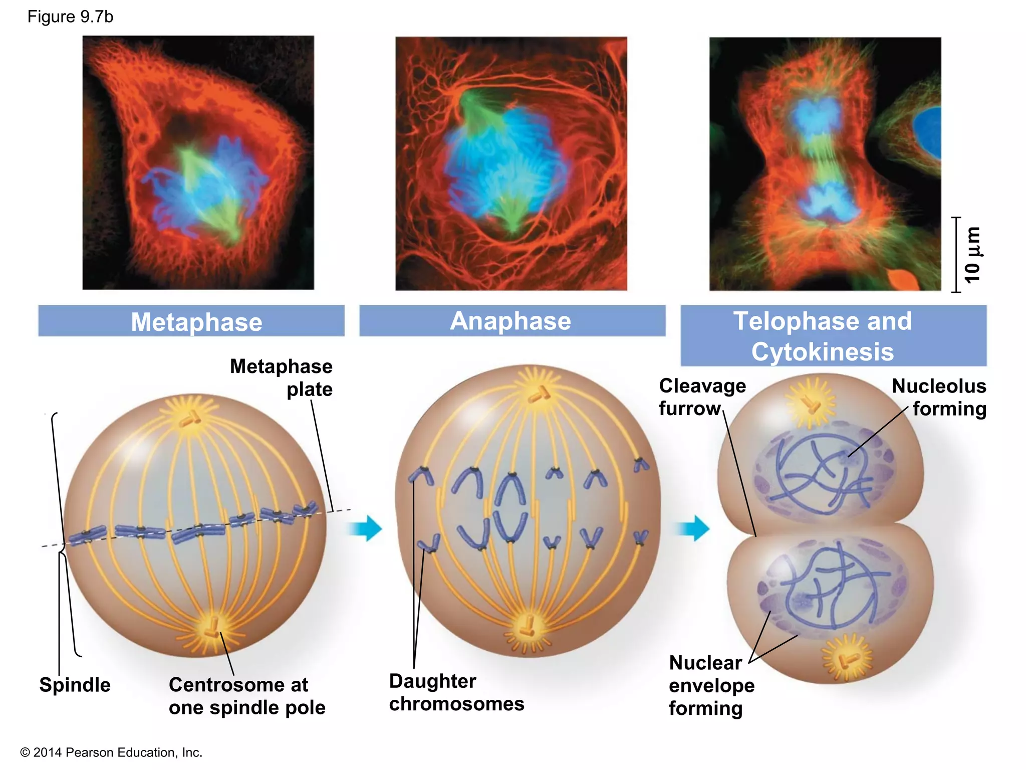 © 2014 Pearson Education, Inc.
Figure 9.7b
Metaphase Anaphase Telophase and
Cytokinesis
Cleavage
furrow
Nucleolus
forming
Nuclear
envelope
forming
Spindle Centrosome at
one spindle pole
Daughter
chromosomes
10µm
Metaphase
plate
 