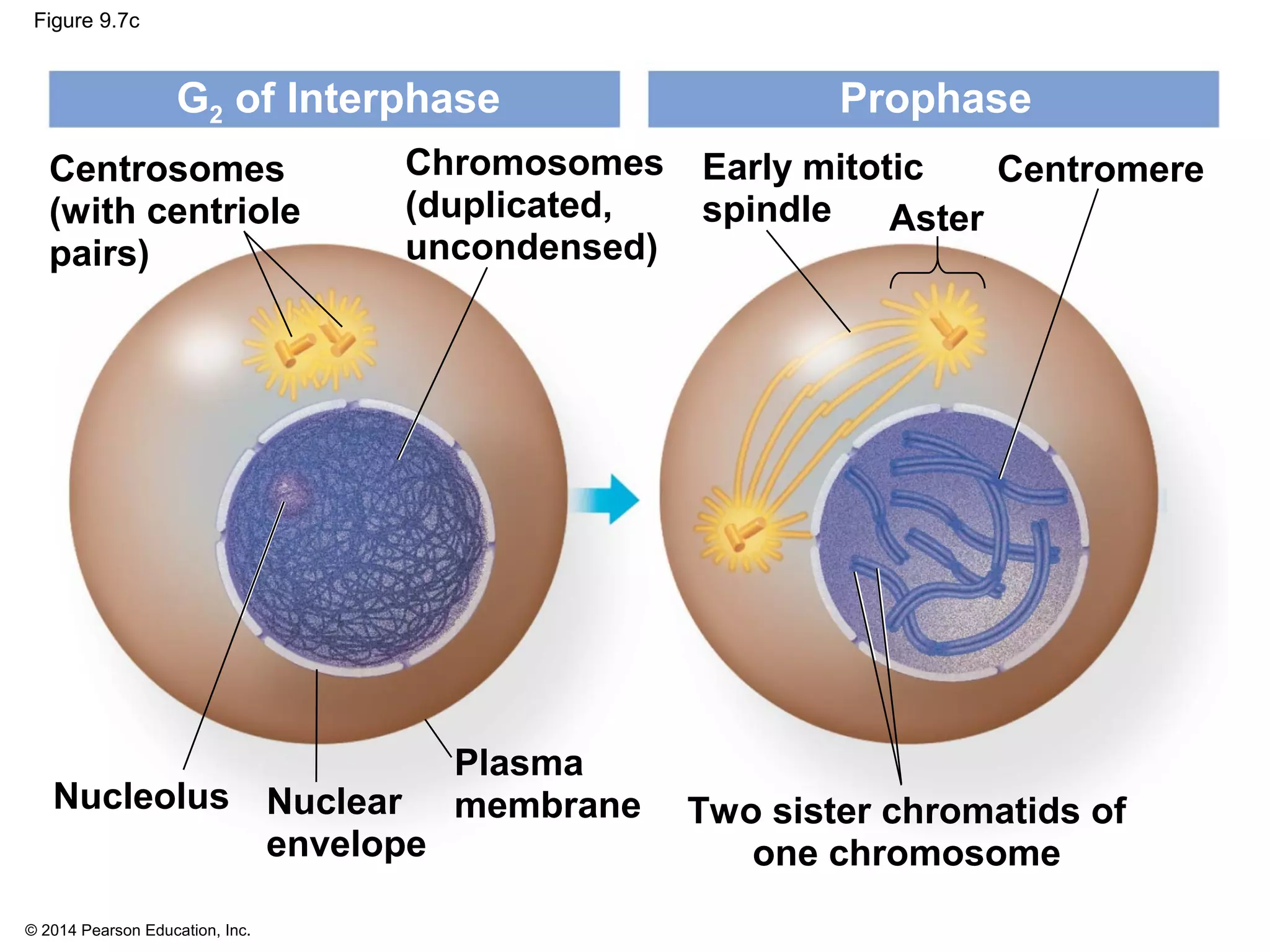 © 2014 Pearson Education, Inc.
Figure 9.7c
Centrosomes
(with centriole
pairs)
G2 of Interphase Prophase
Chromosomes
(duplicated,
uncondensed)
Early mitotic
spindle
Centromere
Aster
Nucleolus
Plasma
membrane Two sister chromatids of
one chromosome
Nuclear
envelope
 