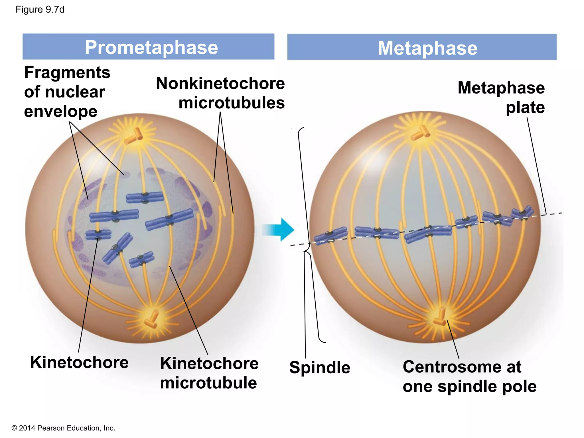 © 2014 Pearson Education, Inc.
Figure 9.7d
Prometaphase
Fragments
of nuclear
envelope
Nonkinetochore
microtubules
Kinetochore
microtubule
Kinetochore Spindle Centrosome at
one spindle pole
Metaphase
plate
Metaphase
 