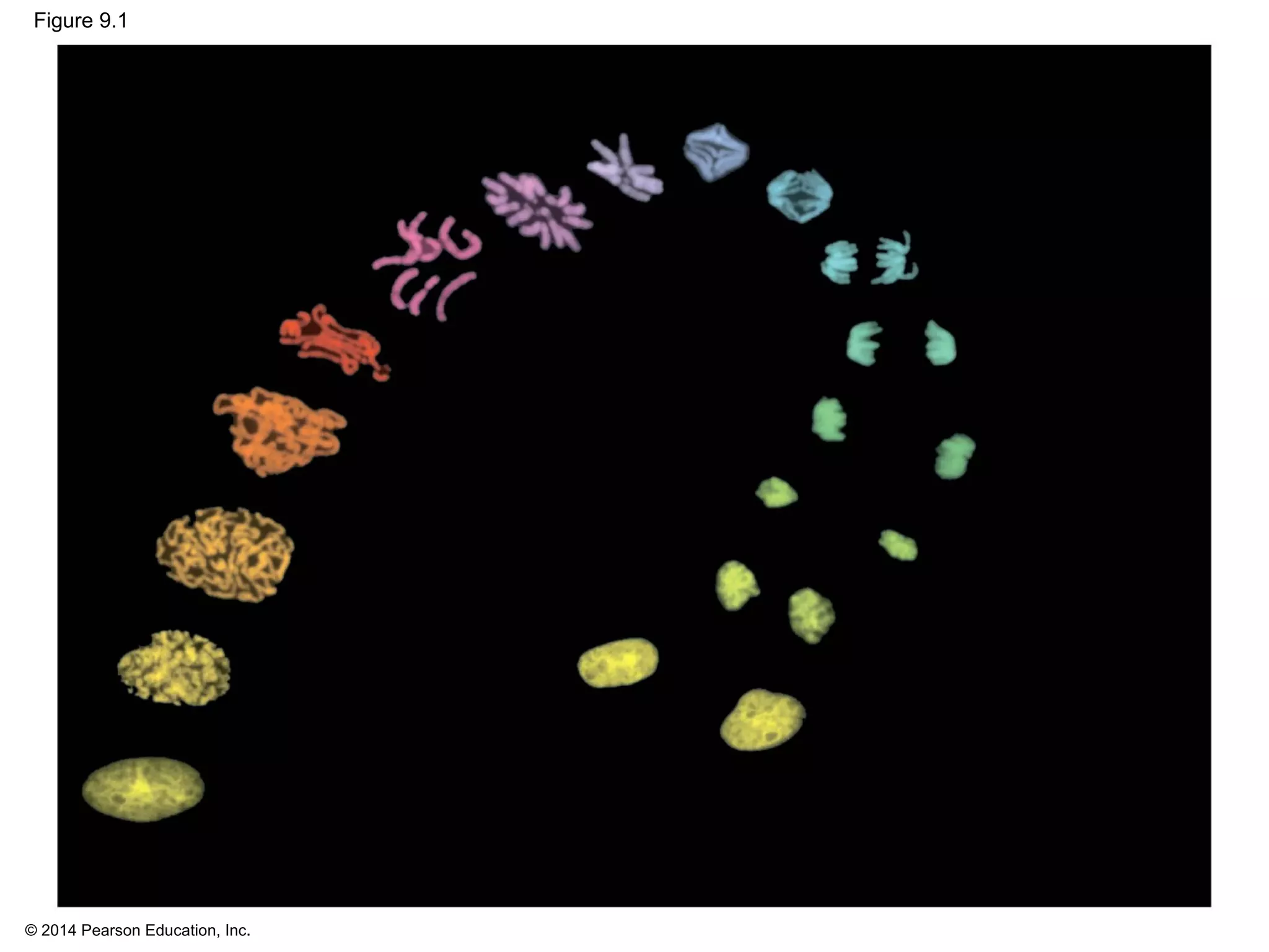 © 2014 Pearson Education, Inc.
Figure 9.1
 