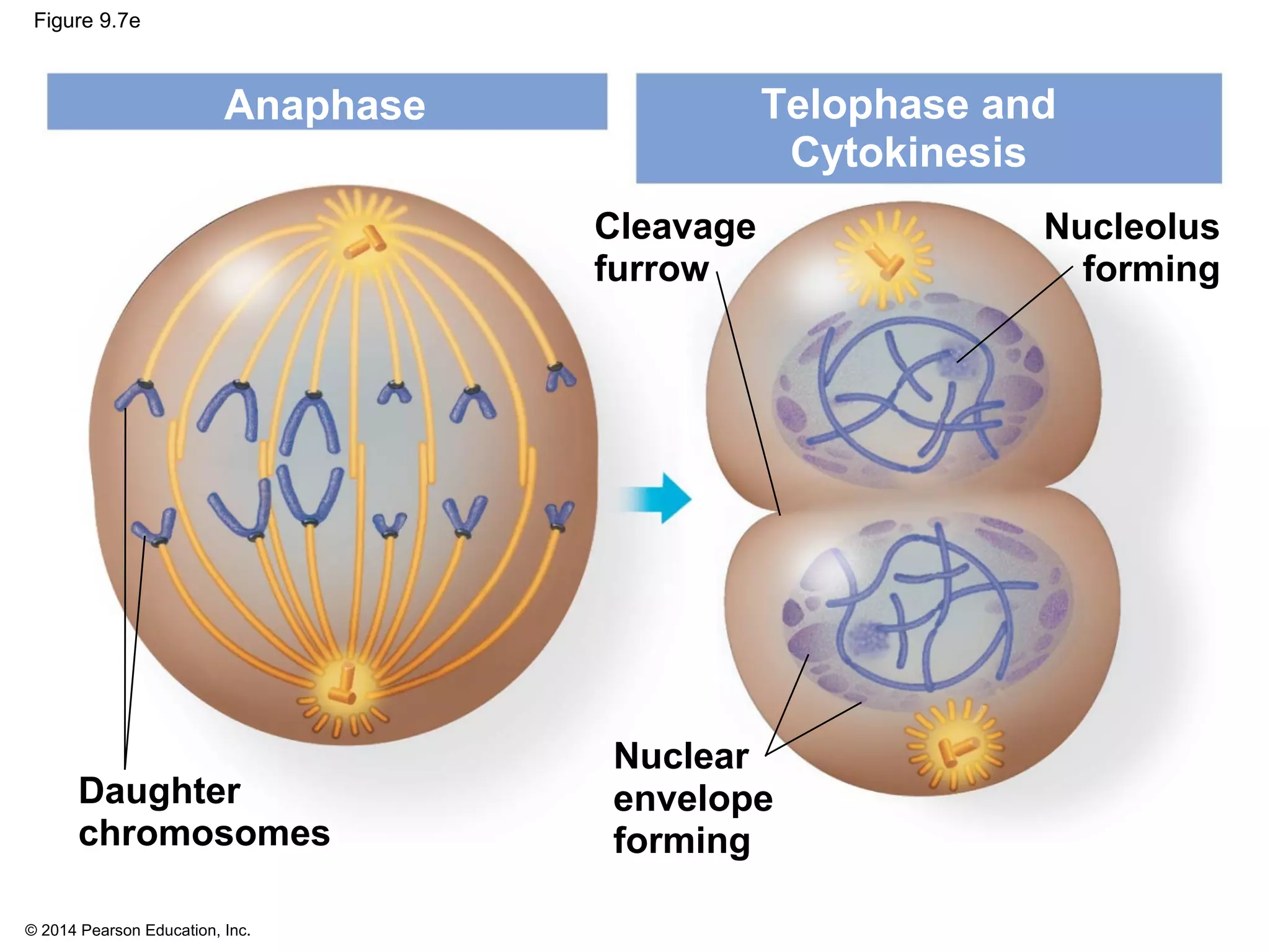 © 2014 Pearson Education, Inc.
Figure 9.7e
Anaphase Telophase and
Cytokinesis
Cleavage
furrow
Nucleolus
forming
Nuclear
envelope
forming
Daughter
chromosomes
 