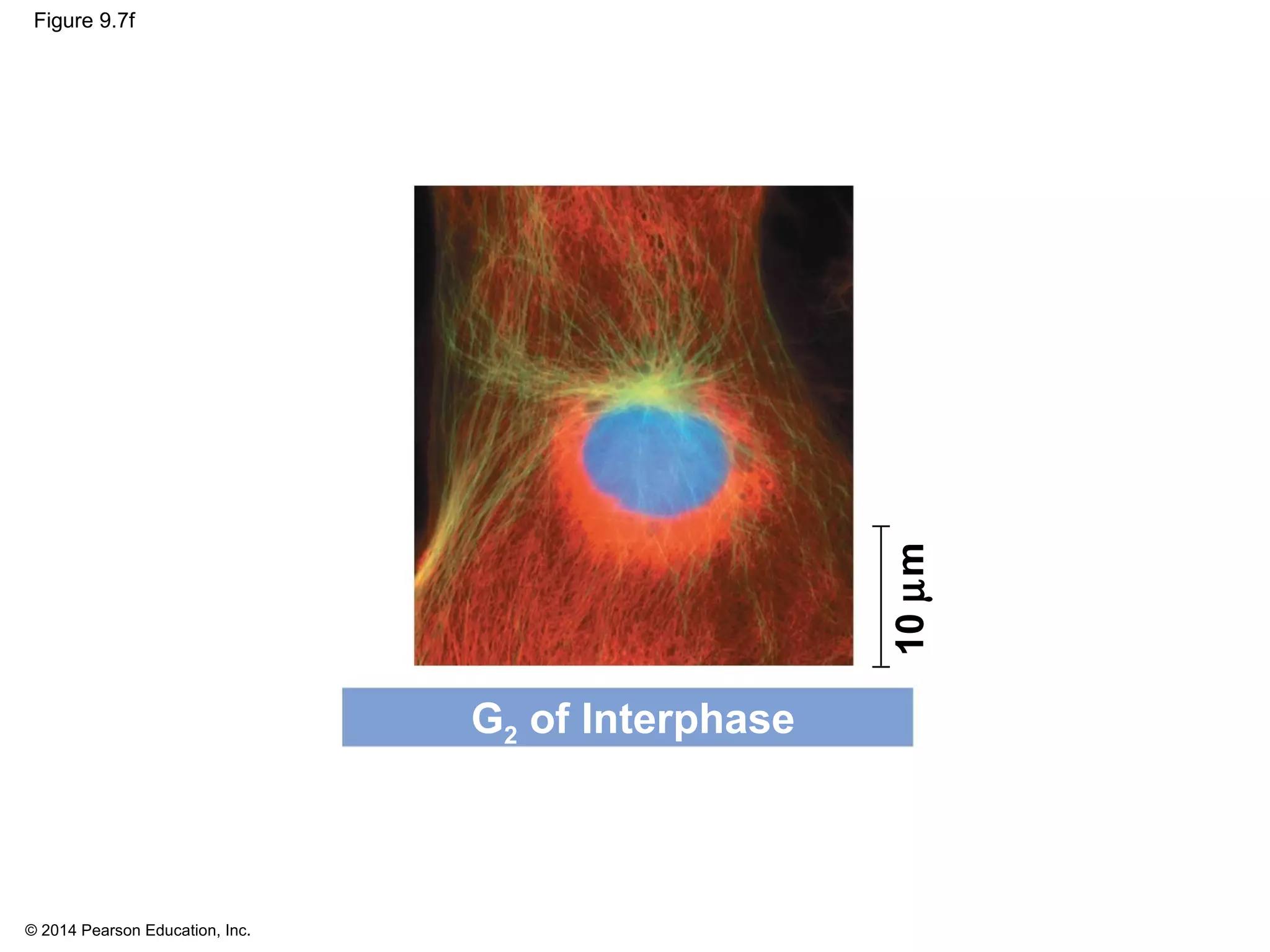 © 2014 Pearson Education, Inc.
Figure 9.7f
G2 of Interphase
10µm
 