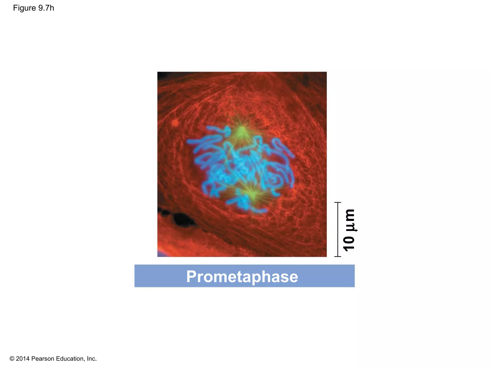 © 2014 Pearson Education, Inc.
Figure 9.7h
Prometaphase
10µm
 
