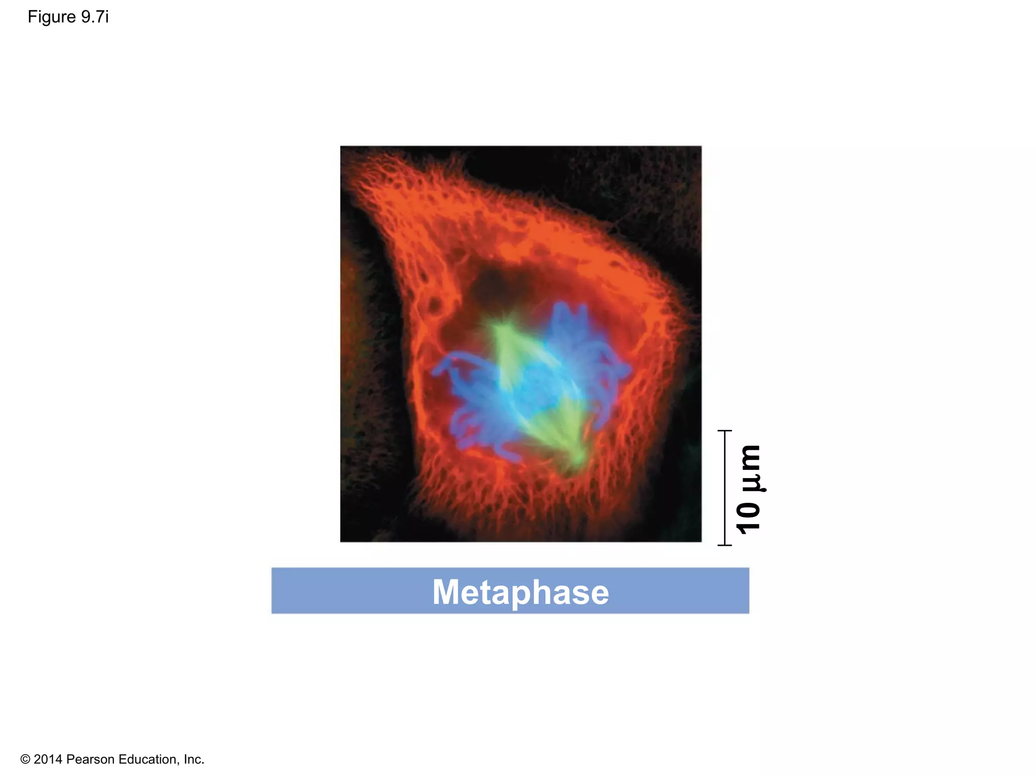 © 2014 Pearson Education, Inc.
Figure 9.7i
10µm
Metaphase
 