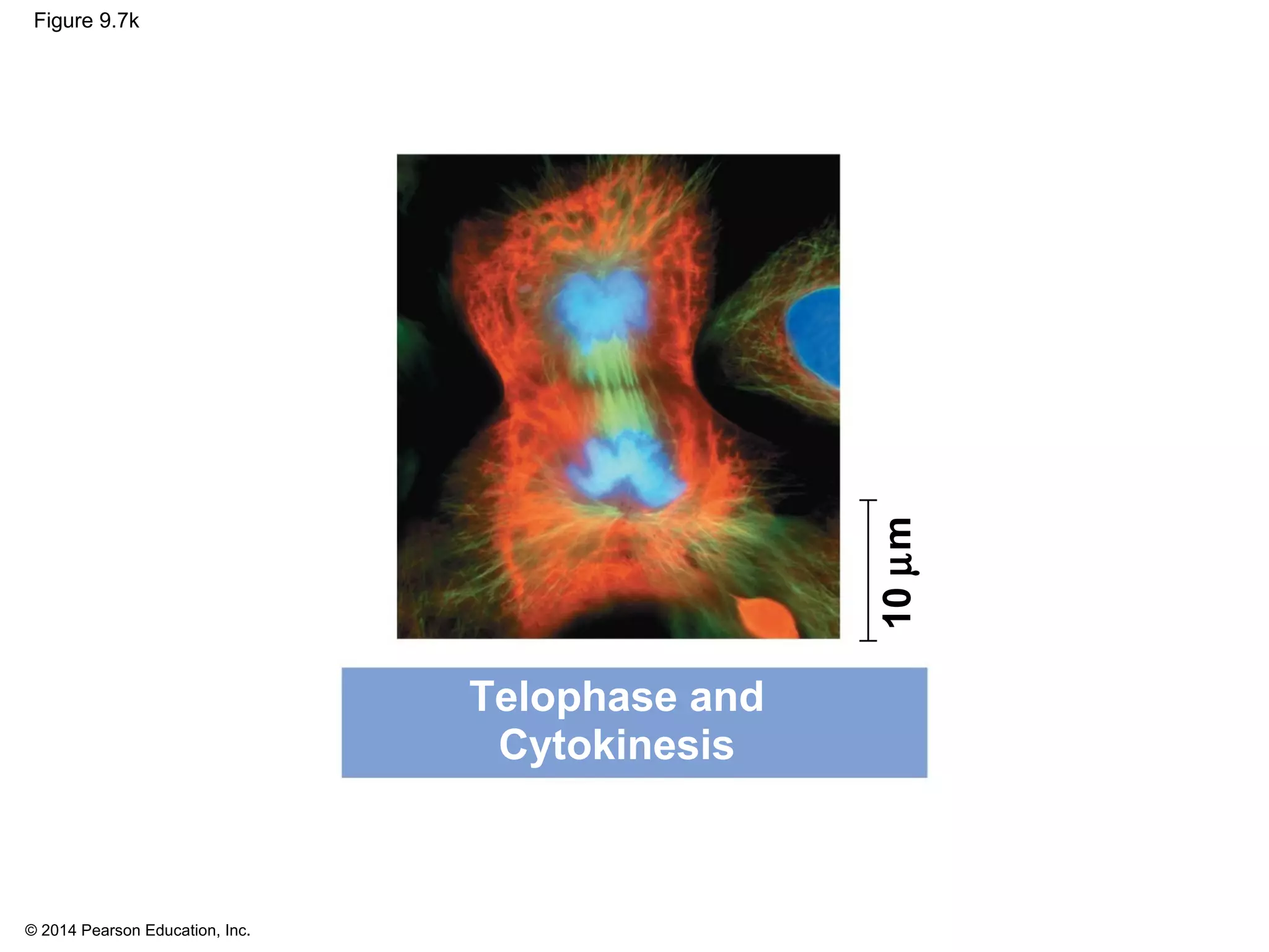 © 2014 Pearson Education, Inc.
Figure 9.7k
Telophase and
Cytokinesis
10µm
 