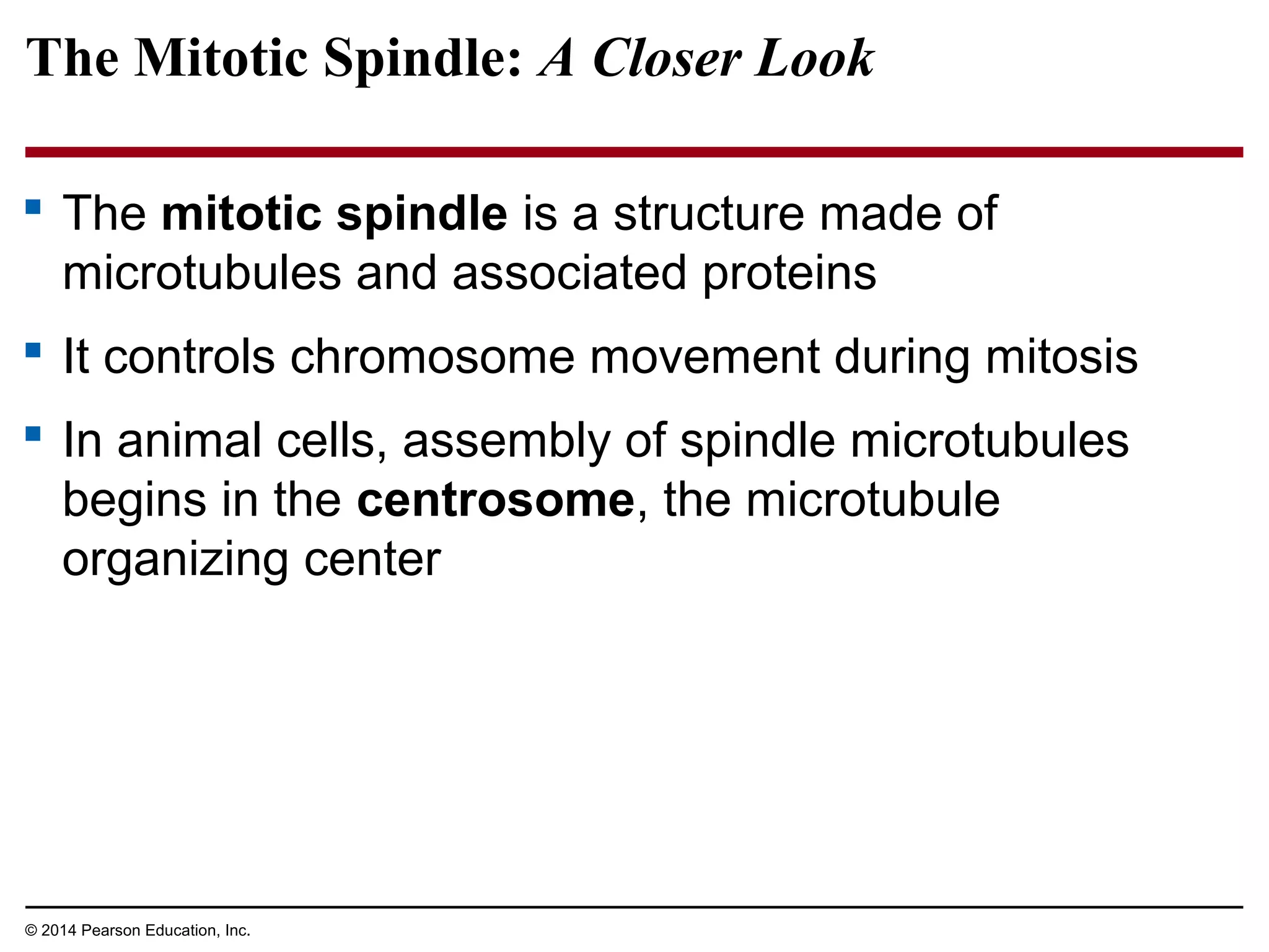 The Mitotic Spindle: A Closer Look
 The mitotic spindle is a structure made of
microtubules and associated proteins
 It controls chromosome movement during mitosis
 In animal cells, assembly of spindle microtubules
begins in the centrosome, the microtubule
organizing center
© 2014 Pearson Education, Inc.
 