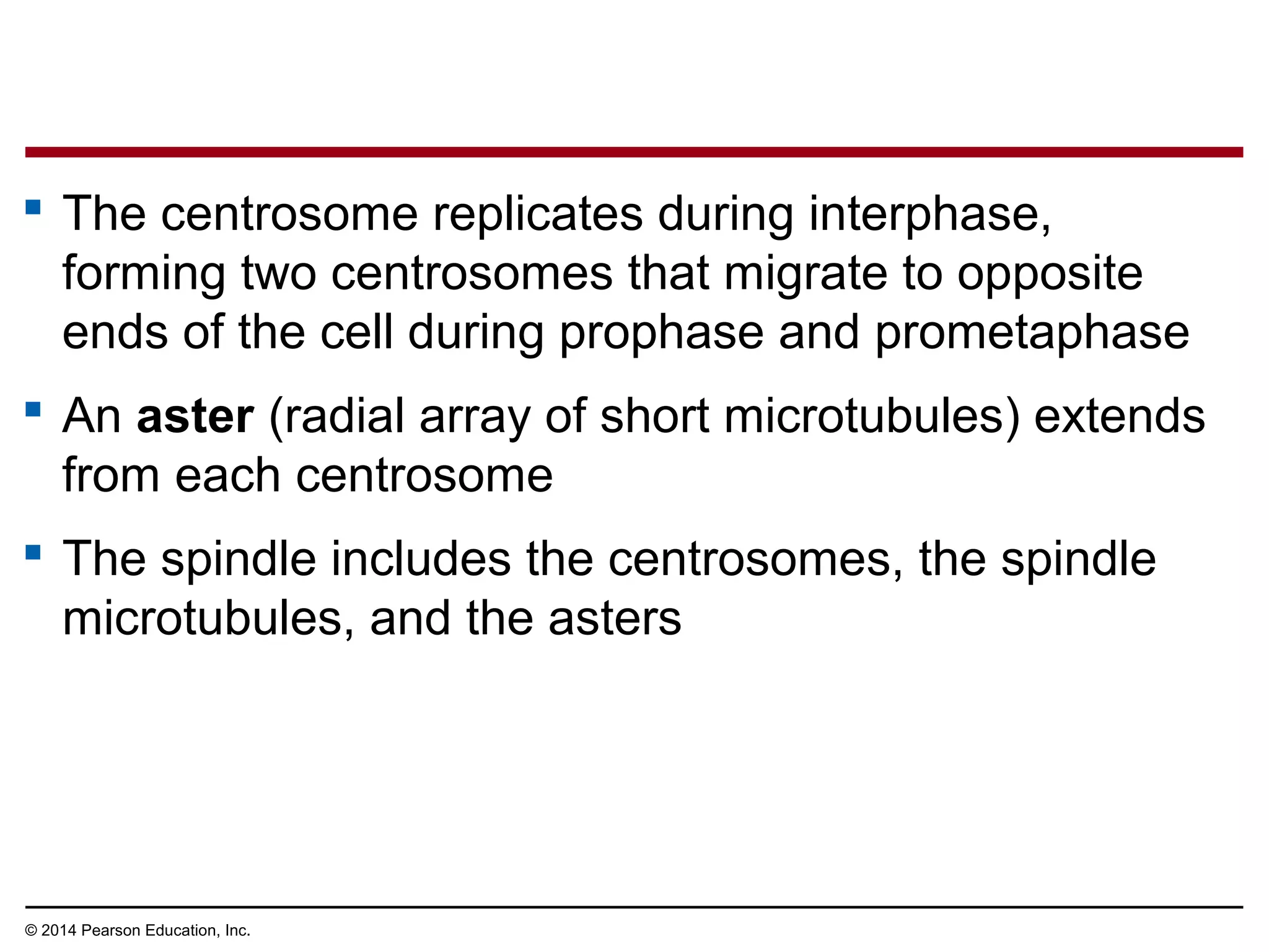  The centrosome replicates during interphase,
forming two centrosomes that migrate to opposite
ends of the cell during prophase and prometaphase
 An aster (radial array of short microtubules) extends
from each centrosome
 The spindle includes the centrosomes, the spindle
microtubules, and the asters
© 2014 Pearson Education, Inc.
 
