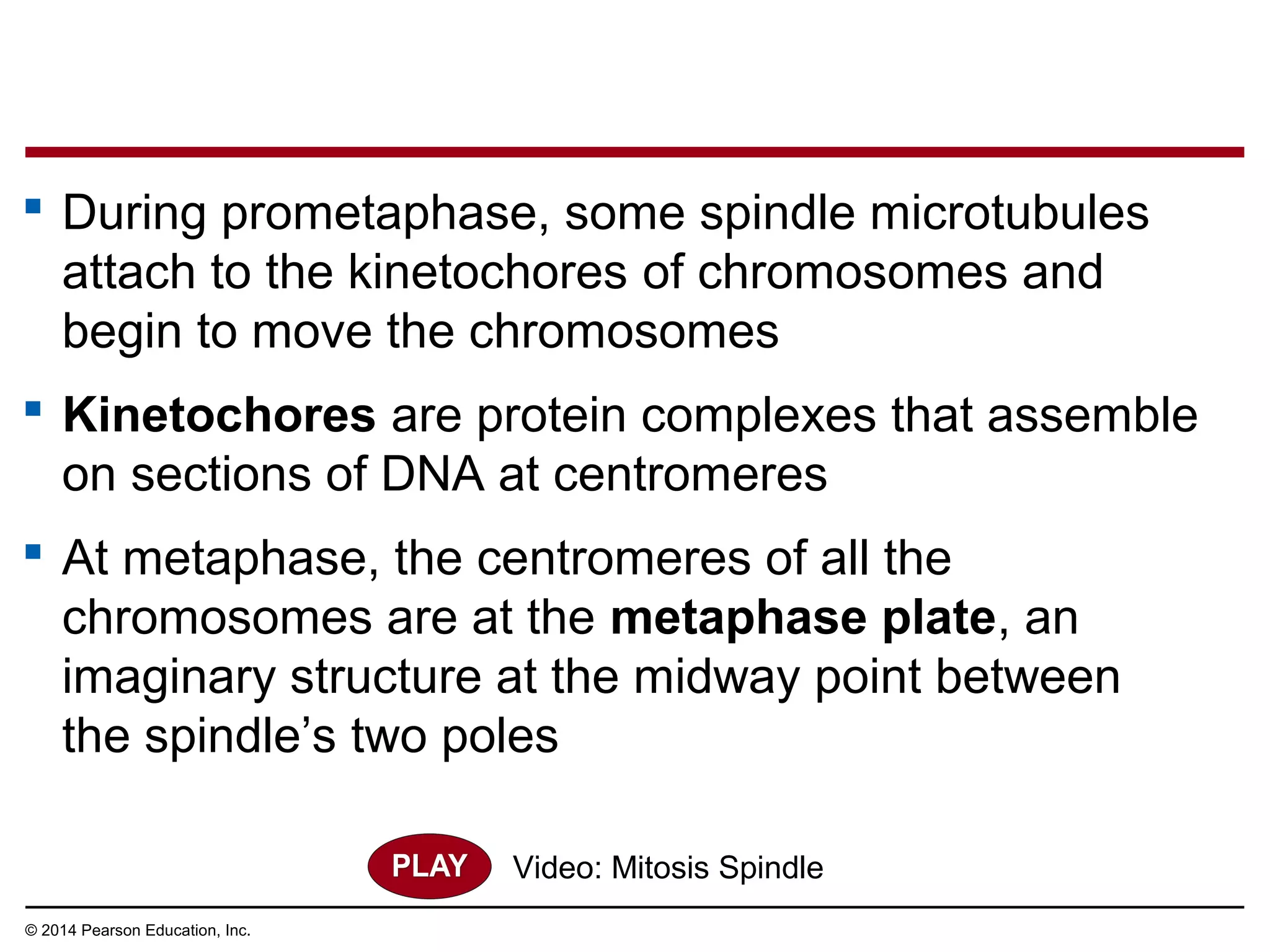  During prometaphase, some spindle microtubules
attach to the kinetochores of chromosomes and
begin to move the chromosomes
 Kinetochores are protein complexes that assemble
on sections of DNA at centromeres
 At metaphase, the centromeres of all the
chromosomes are at the metaphase plate, an
imaginary structure at the midway point between
the spindle’s two poles
© 2014 Pearson Education, Inc.
Video: Mitosis Spindle
 