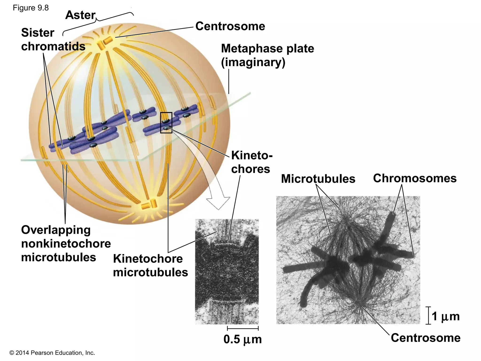 © 2014 Pearson Education, Inc.
Figure 9.8
Metaphase plate
(imaginary)
Chromosomes
Aster
Kinetochore
microtubules
Kineto-
chores
Sister
chromatids
1 µm
Centrosome
Overlapping
nonkinetochore
microtubules
Centrosome
Microtubules
0.5 µm
 