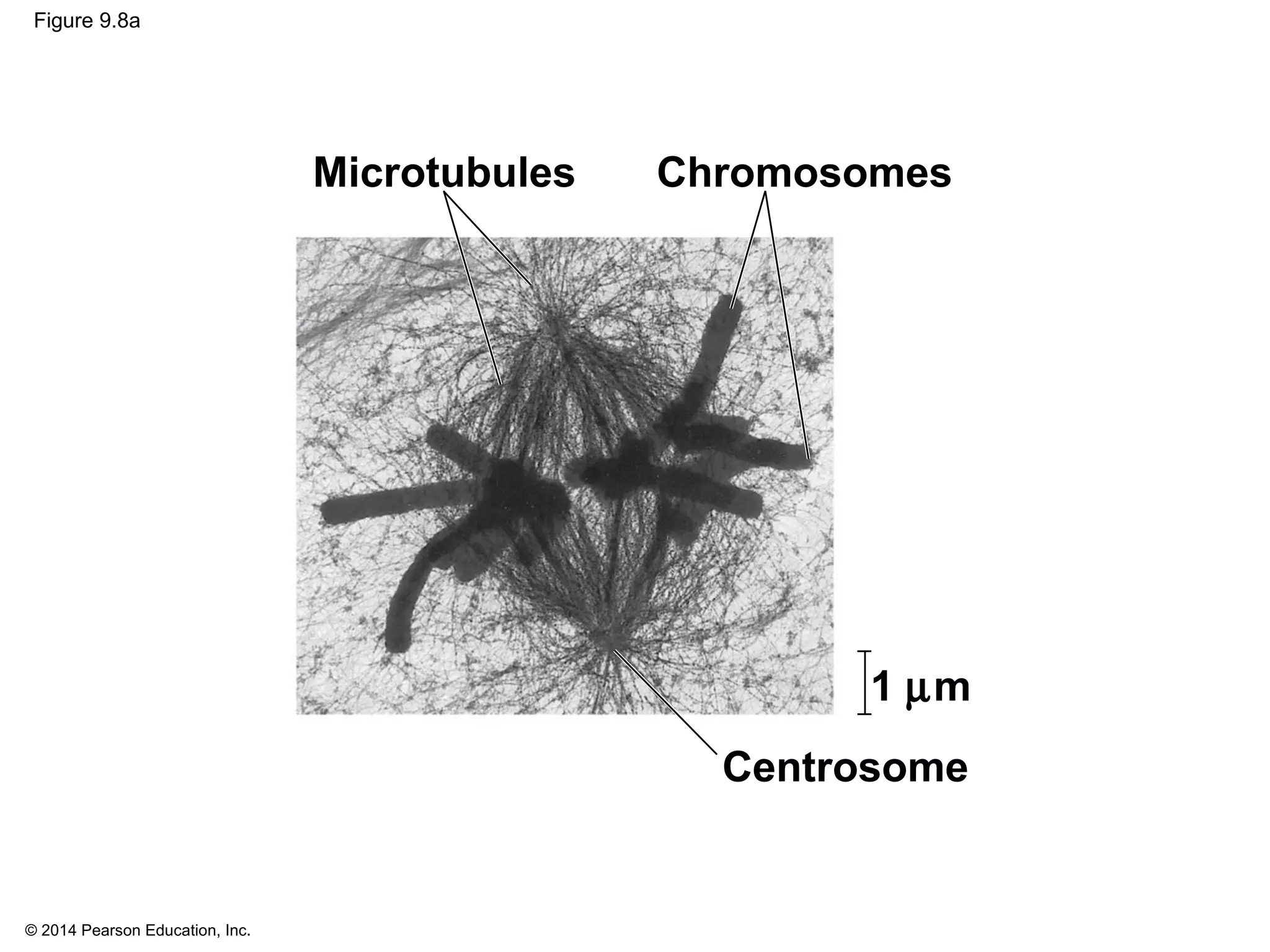 © 2014 Pearson Education, Inc.
Figure 9.8a
Chromosomes
1 µm
Centrosome
Microtubules
 