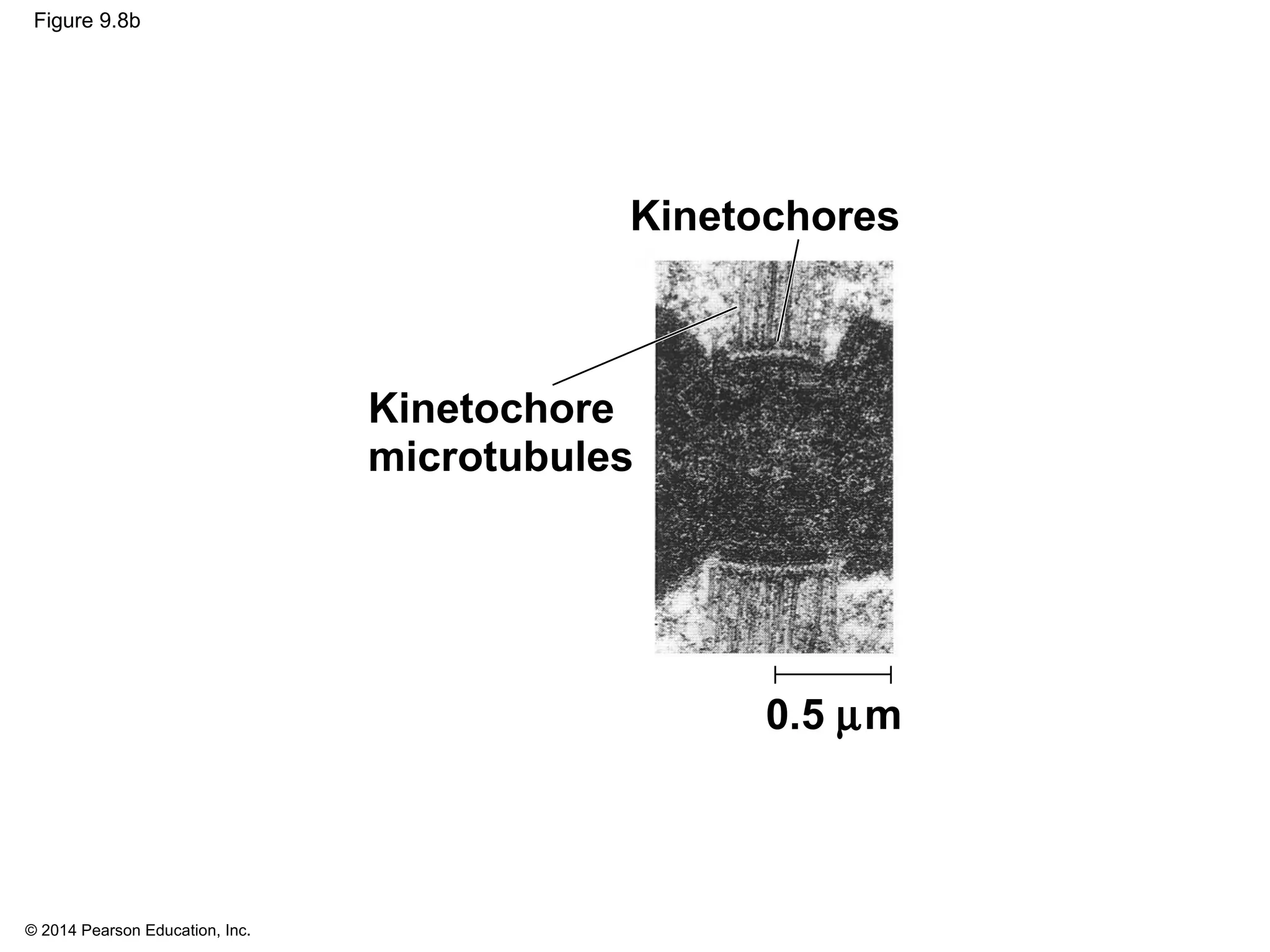 © 2014 Pearson Education, Inc.
Figure 9.8b
Kinetochore
microtubules
Kinetochores
0.5 µm
 