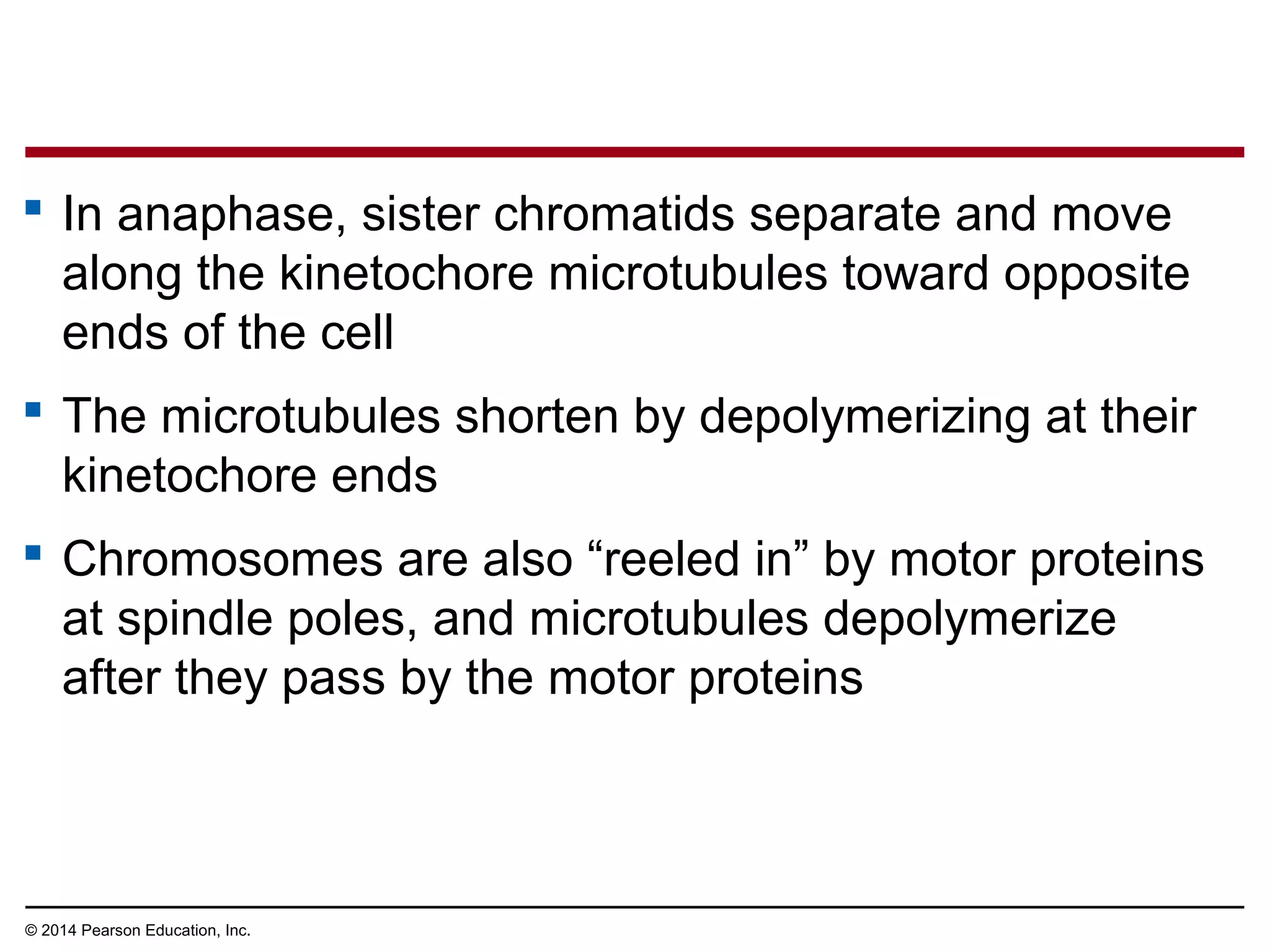  In anaphase, sister chromatids separate and move
along the kinetochore microtubules toward opposite
ends of the cell
 The microtubules shorten by depolymerizing at their
kinetochore ends
 Chromosomes are also “reeled in” by motor proteins
at spindle poles, and microtubules depolymerize
after they pass by the motor proteins
© 2014 Pearson Education, Inc.
 