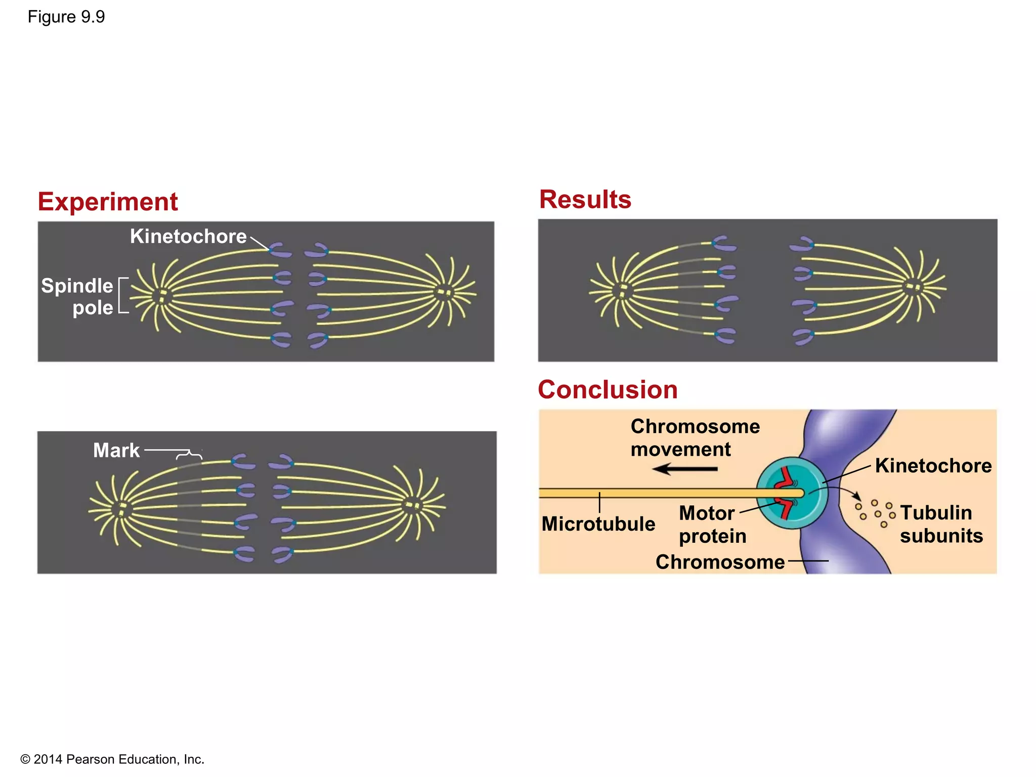 © 2014 Pearson Education, Inc.
Figure 9.9
Kinetochore
Experiment
Spindle
pole
Results
Kinetochore
Conclusion
Mark
Tubulin
subunits
Chromosome
Motor
protein
Chromosome
movement
Microtubule
 